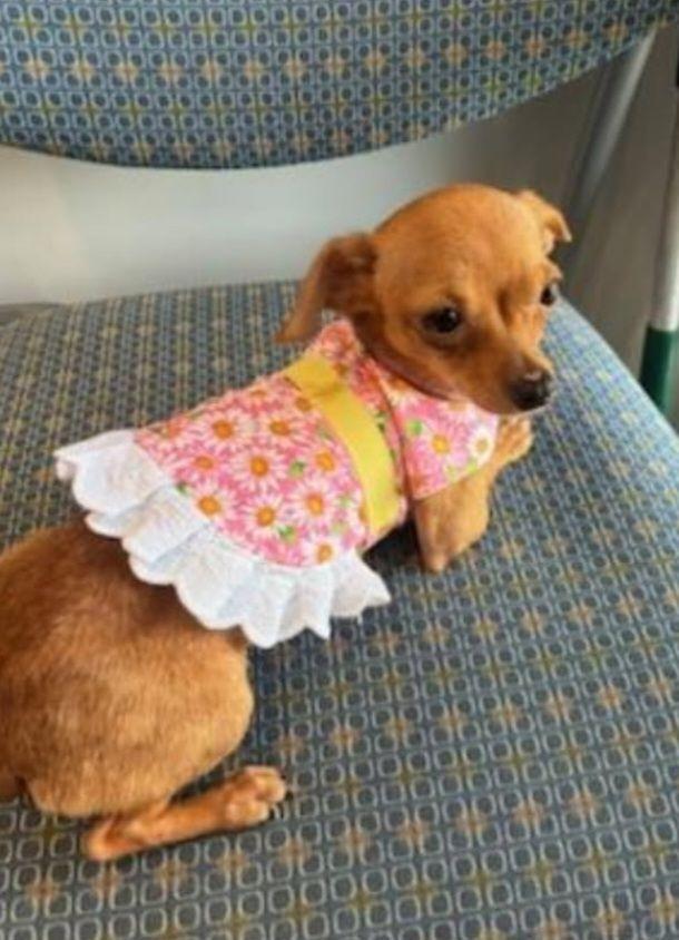 Robin, ADOPTABLE, Adult Female Chihuahua & Mixed Breed.