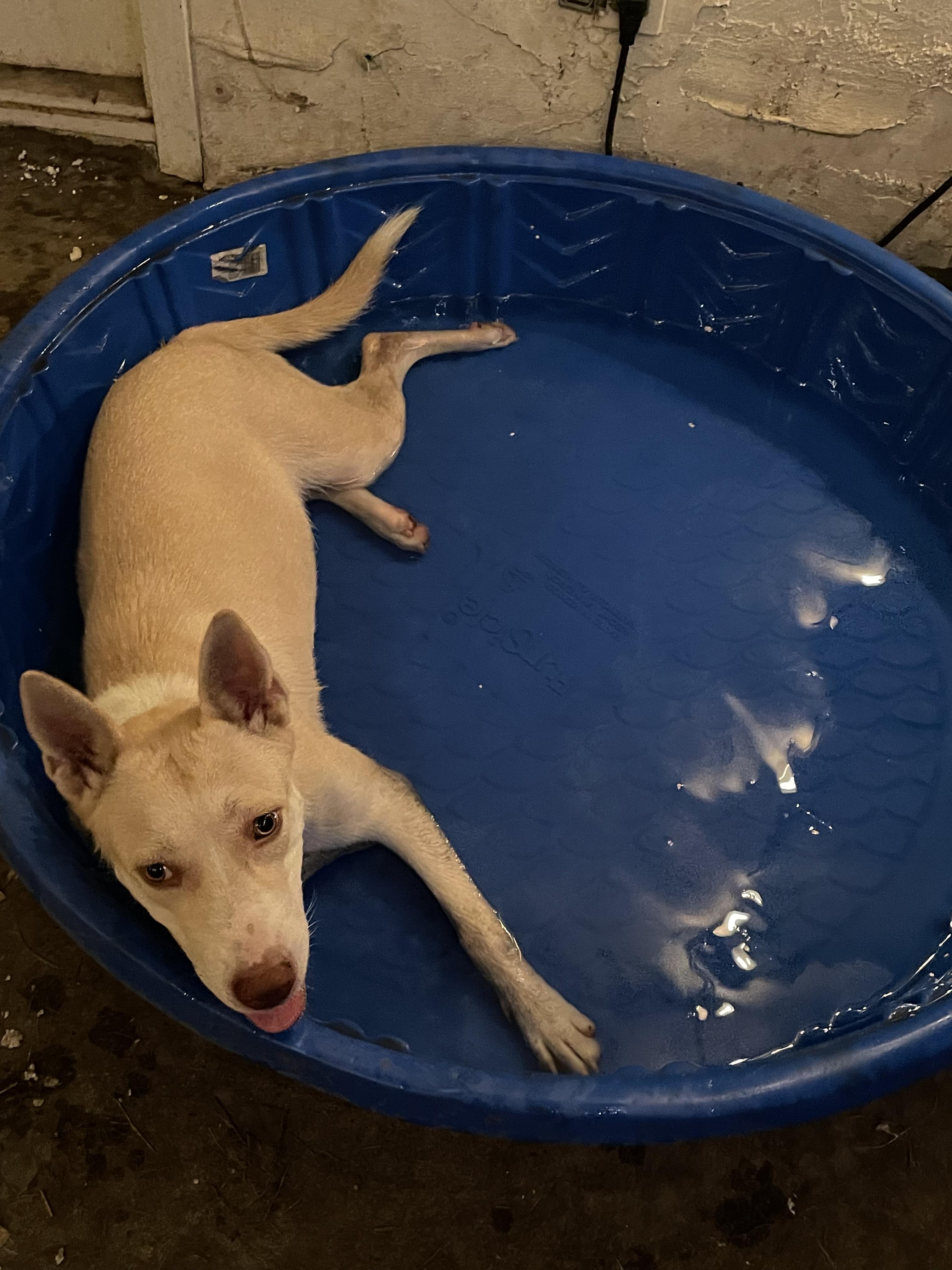 Enlarge Elsa, a Adoptable mixed breed in san antonio, TX image 2/3