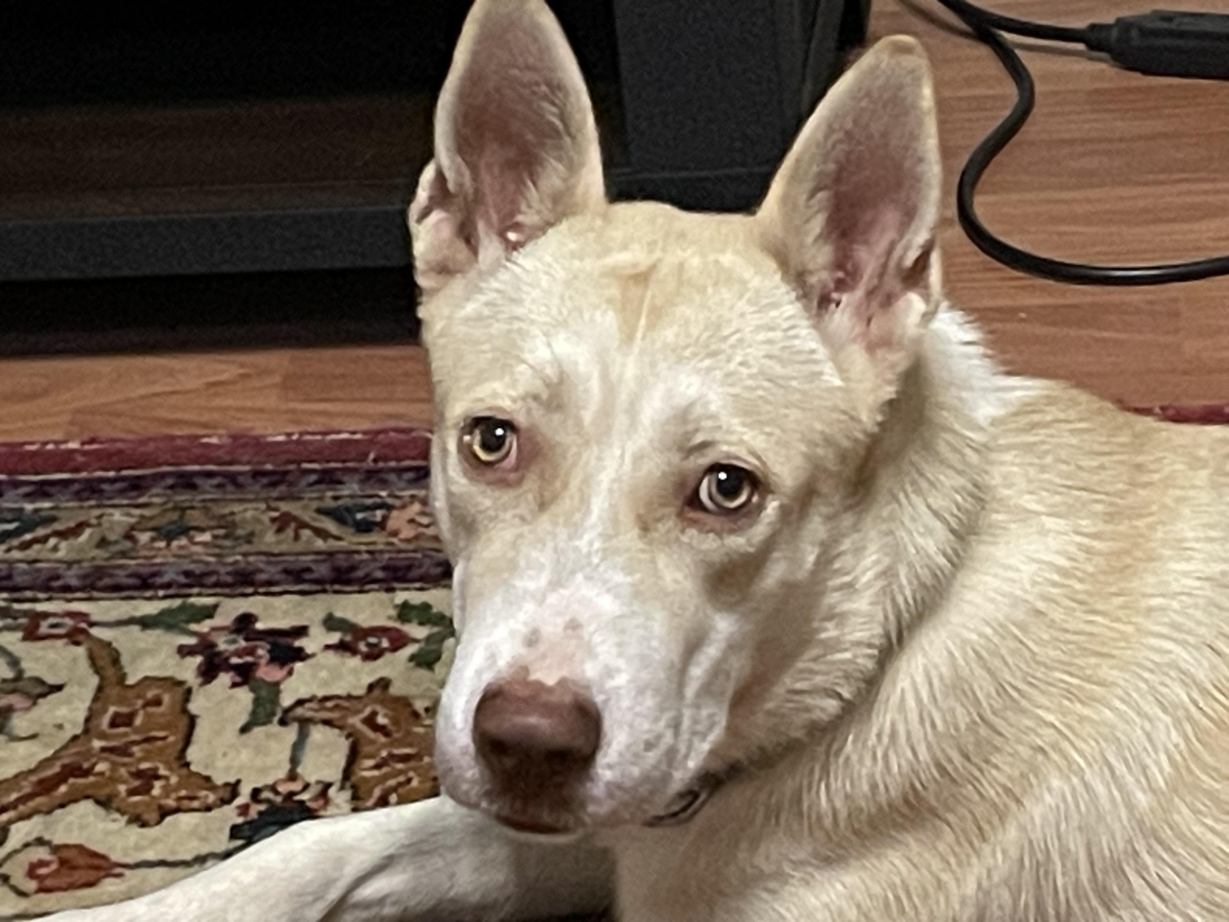 Enlarge Elsa, a Adoptable mixed breed in san antonio, TX image 3/3