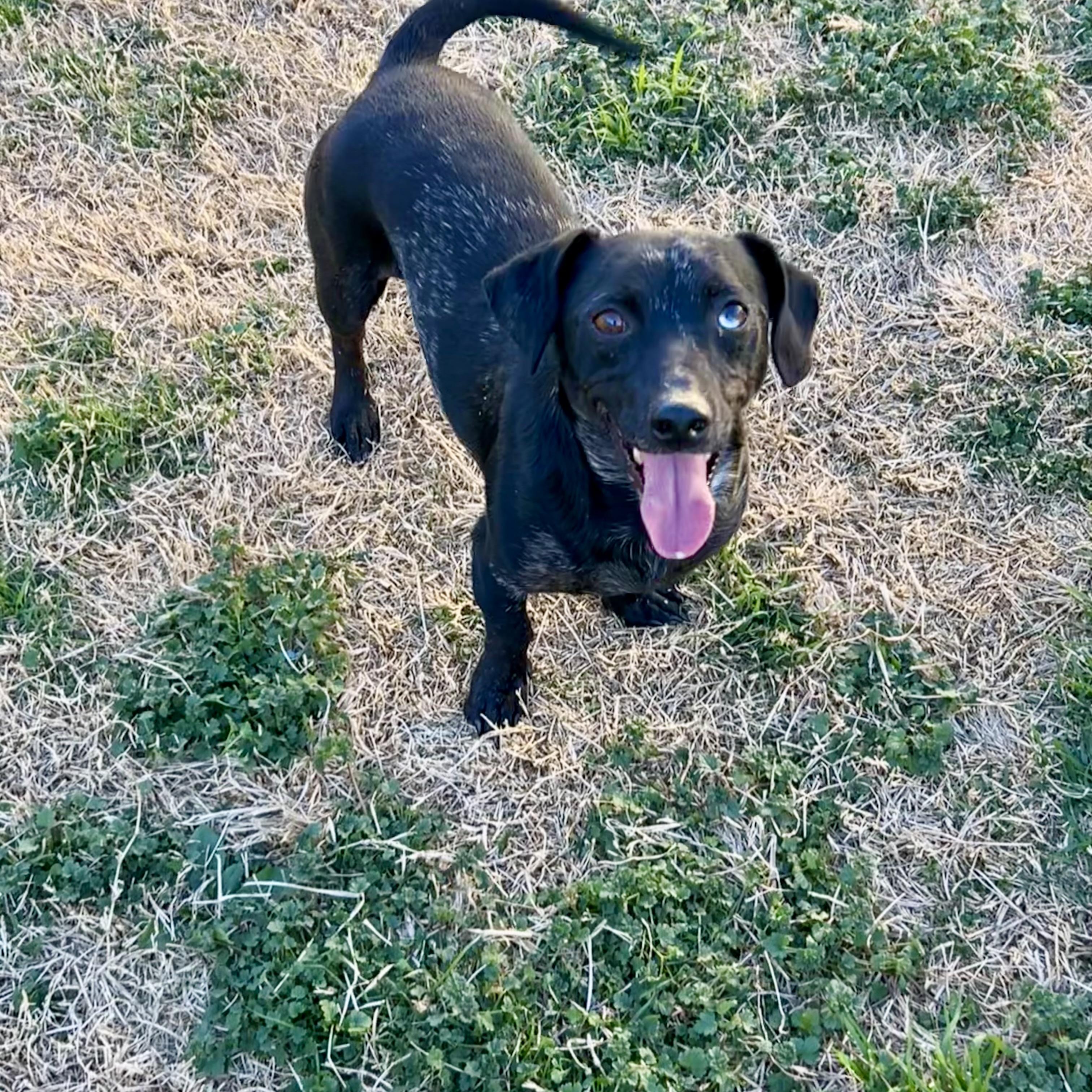 Pepper, Adoptable, Adult Male Miniature Dachshund & Chihuahua.