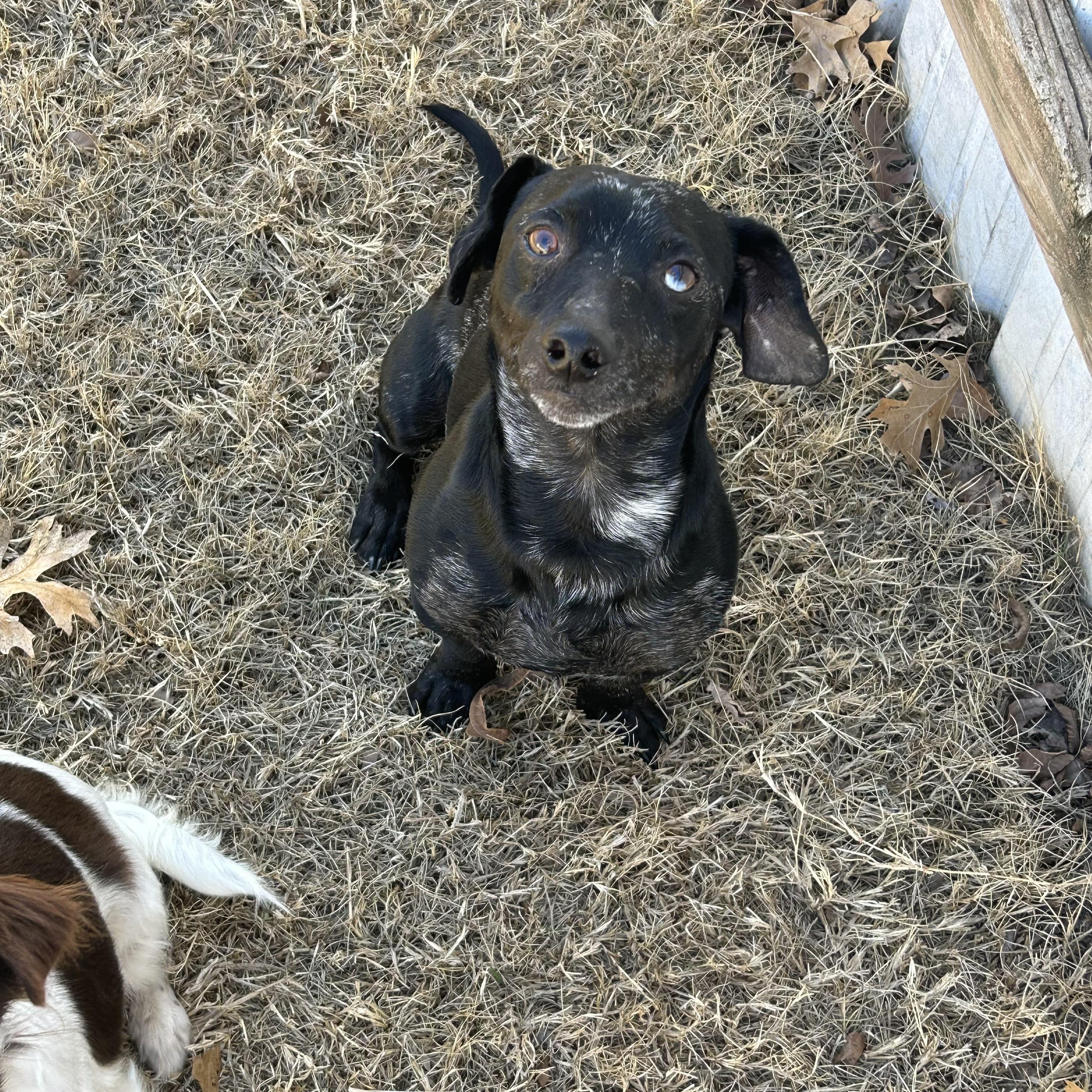 Pepper, Adoptable, Adult Male Miniature Dachshund & Chihuahua.