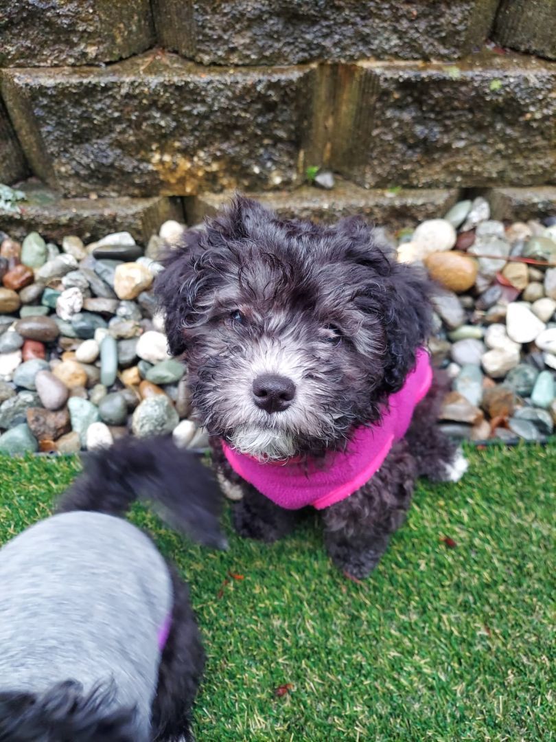 Sunny, a Adopted mixed breed in Auburn, WA image 1/5