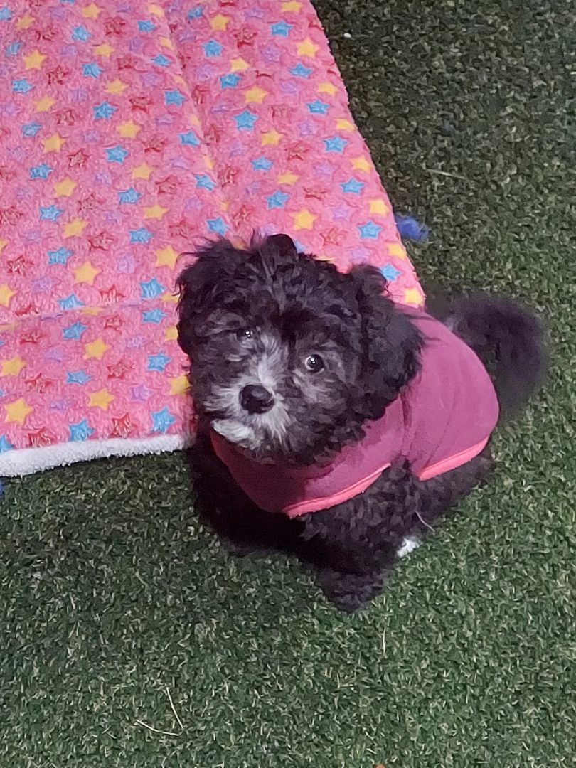 Sunny, a Adopted mixed breed in Auburn, WA image 2/5