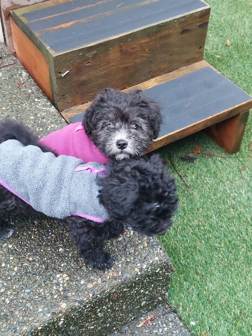 Sunny, a Adopted mixed breed in Auburn, WA image 3/5