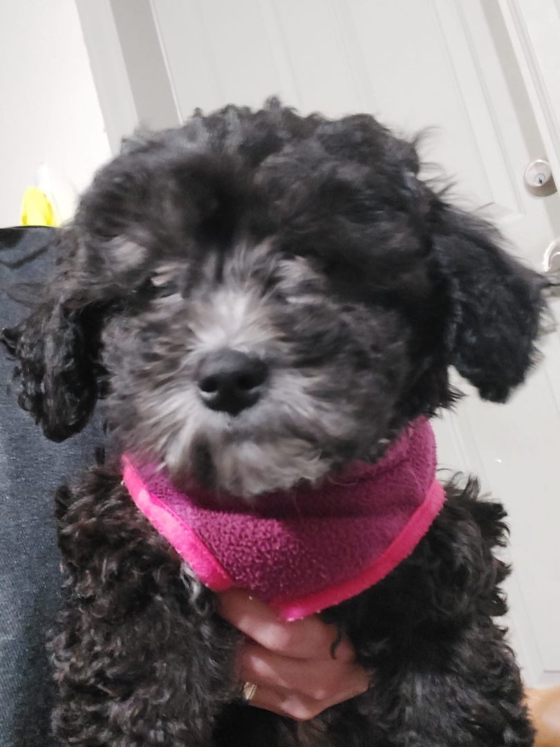 Sunny, a Adopted mixed breed in Auburn, WA image 4/5