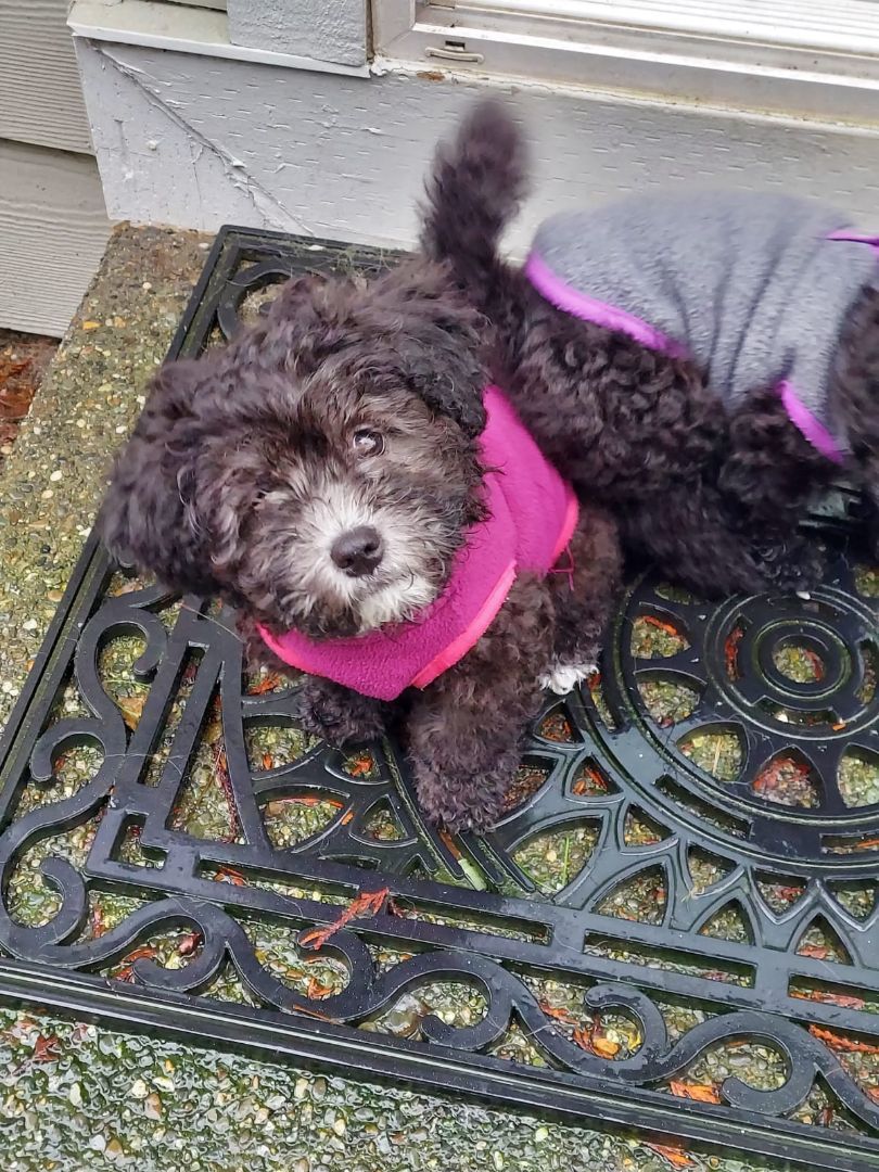 Sunny, a Adopted mixed breed in Auburn, WA image 5/5