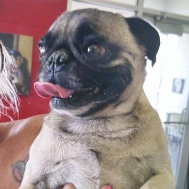 Enlarge Frank, a ADOPTABLE Pug in Boulder, CO image 3/6