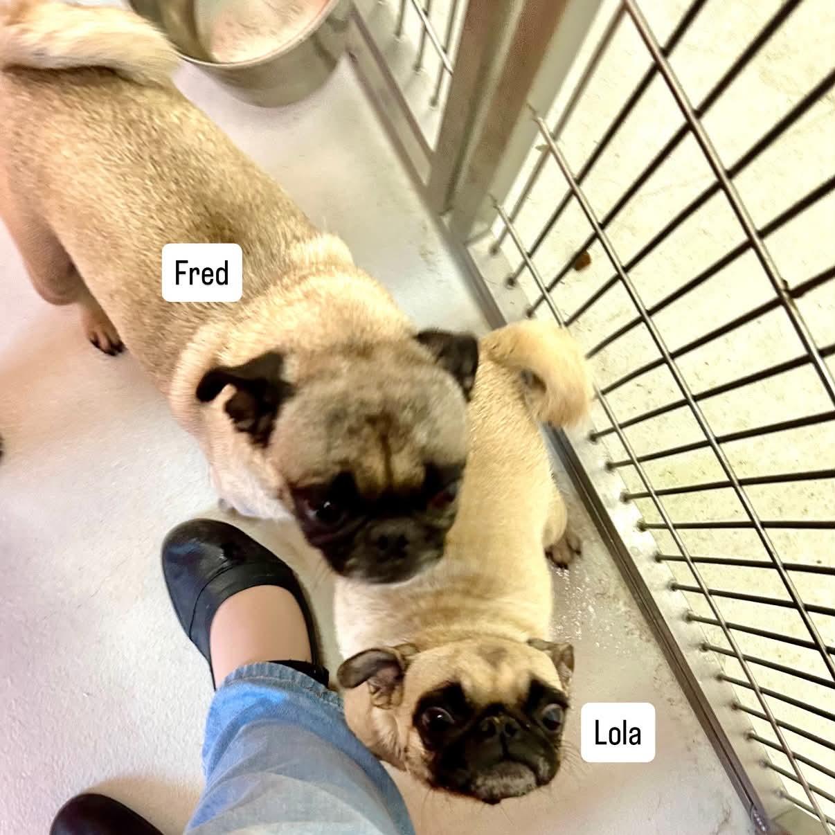 Enlarge Frank, a ADOPTABLE Pug in Boulder, CO image 4/6