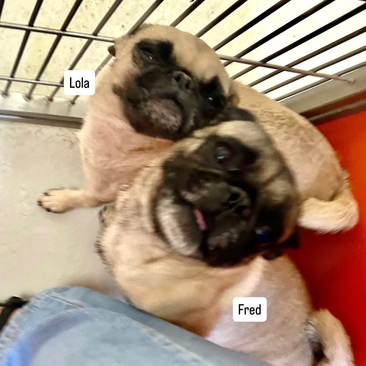 Enlarge Frank, a ADOPTABLE Pug in Boulder, CO image 6/6
