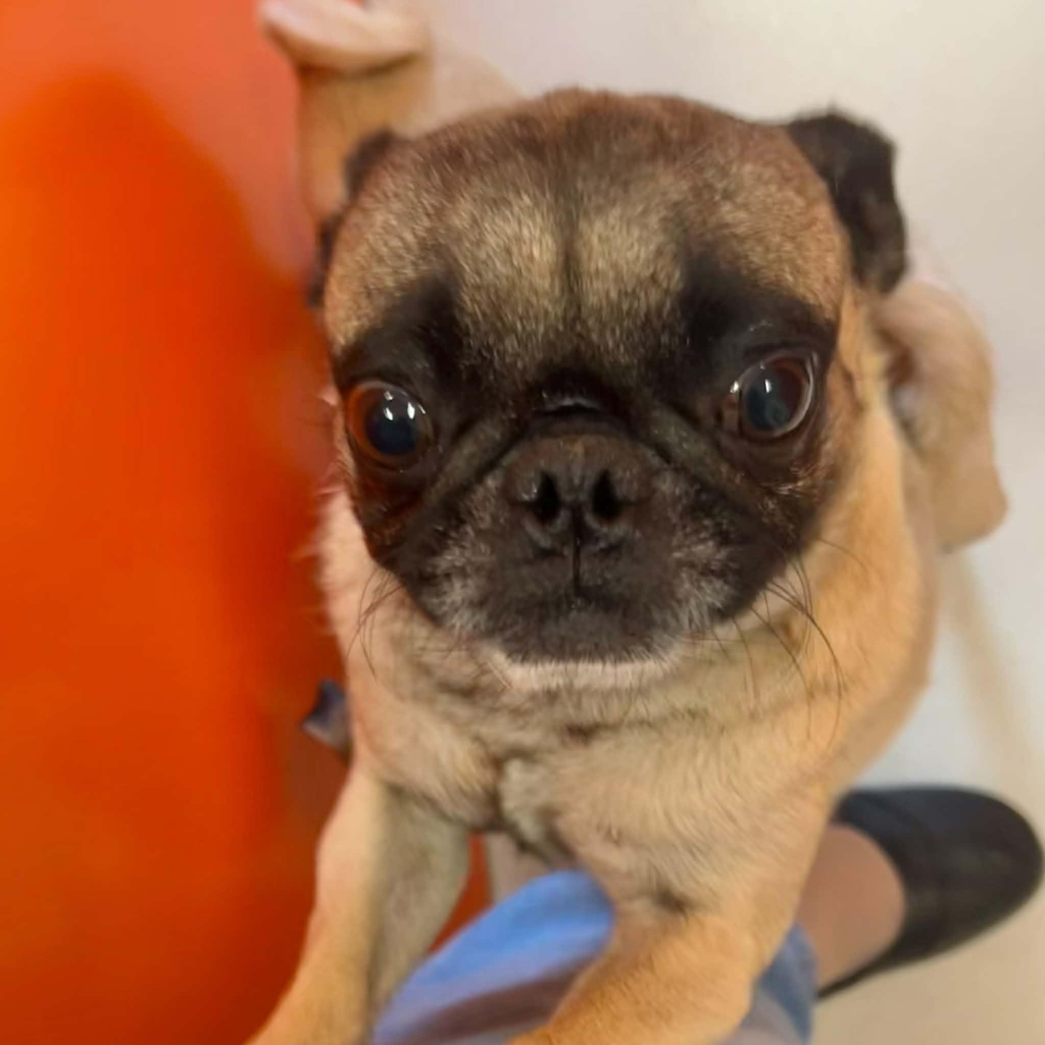 Enlarge Frank, a ADOPTABLE Pug in Boulder, CO image 2/6