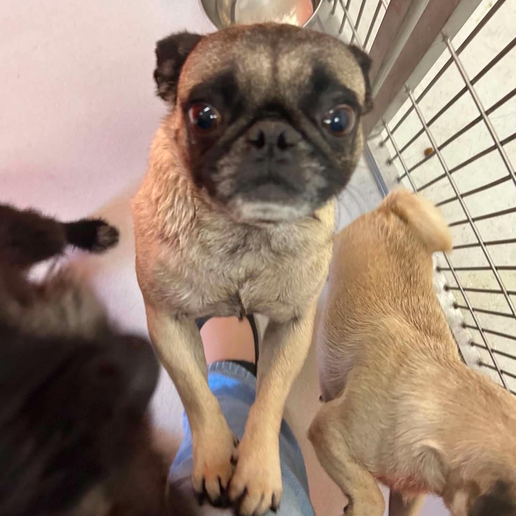 Frank, ADOPTABLE, Adult Male Pug.