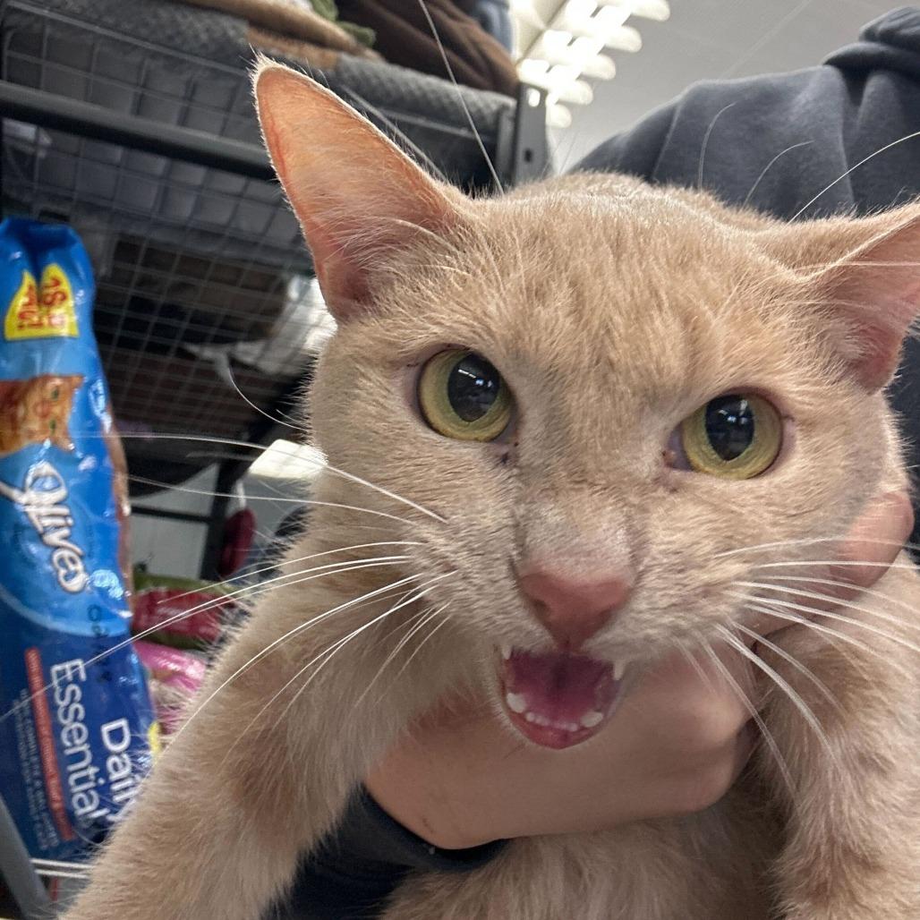 Enlarge Yaga, a Adoptable Domestic Short Hair in Oak Hill, WV image 1/1