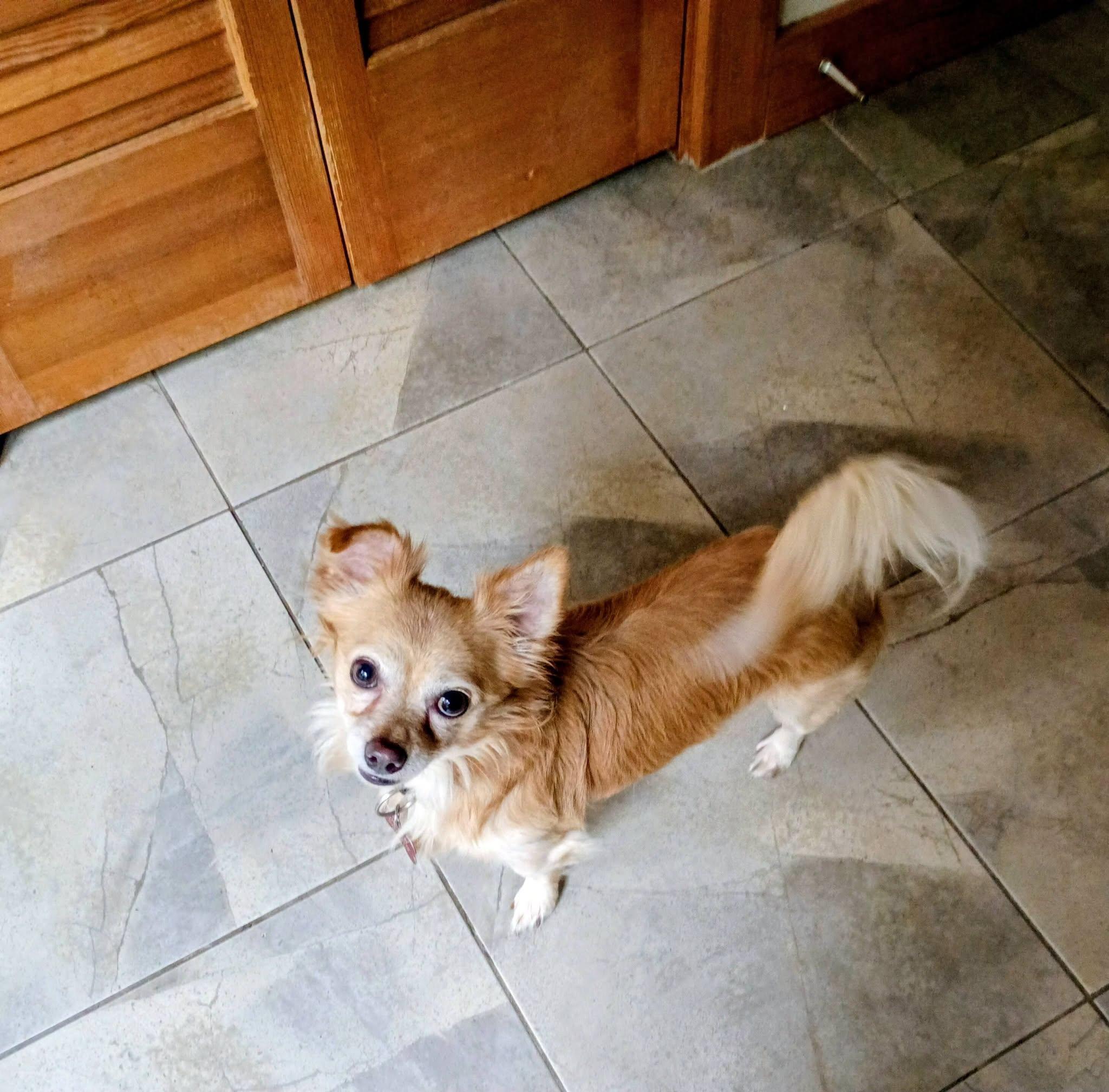Enlarge Tippy and Jasper (Bonded), an adopted Chihuahua in North Berwick, ME image 5/6
