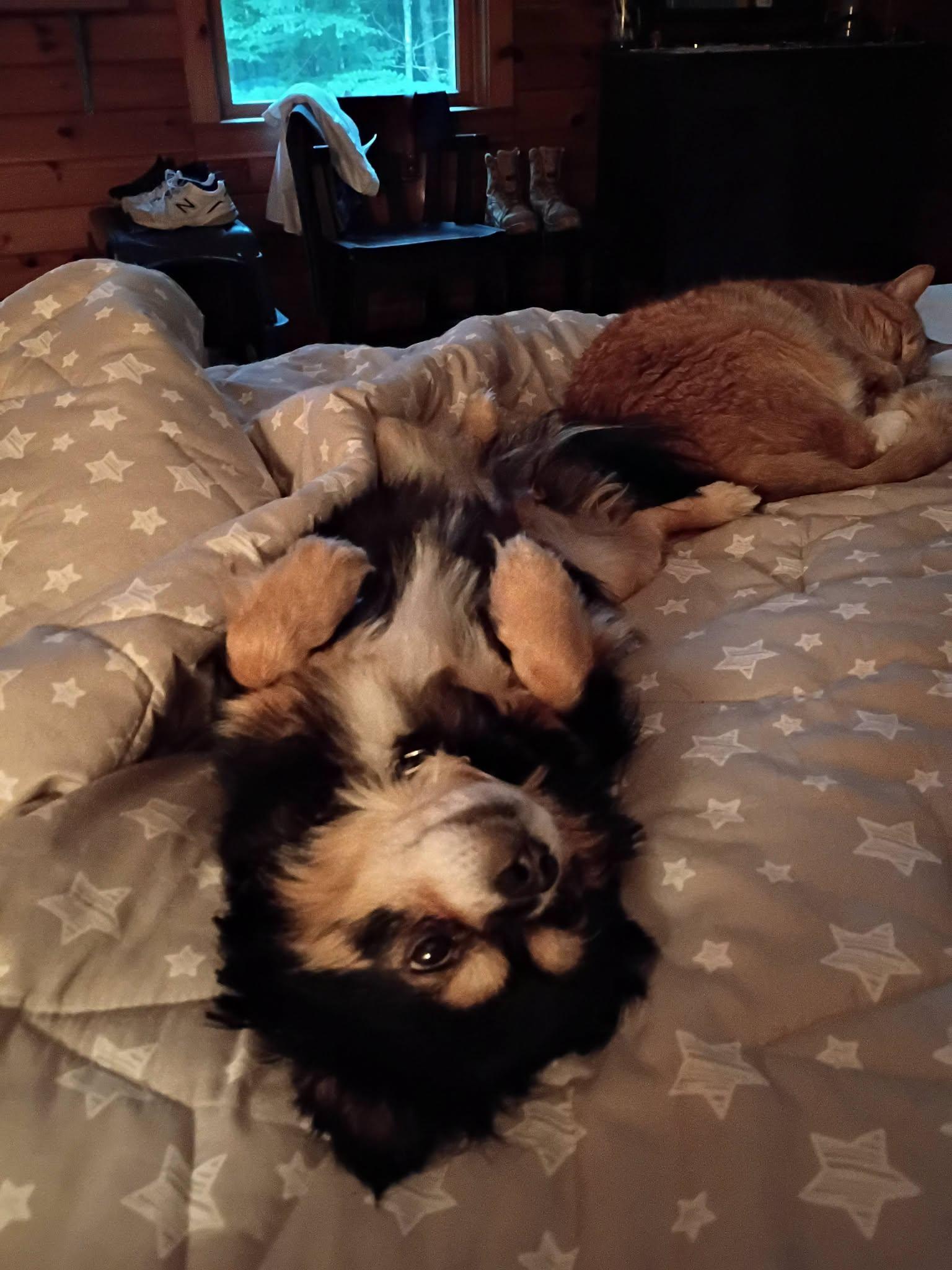 Enlarge Tippy and Jasper (Bonded), an adopted Chihuahua in North Berwick, ME image 6/6