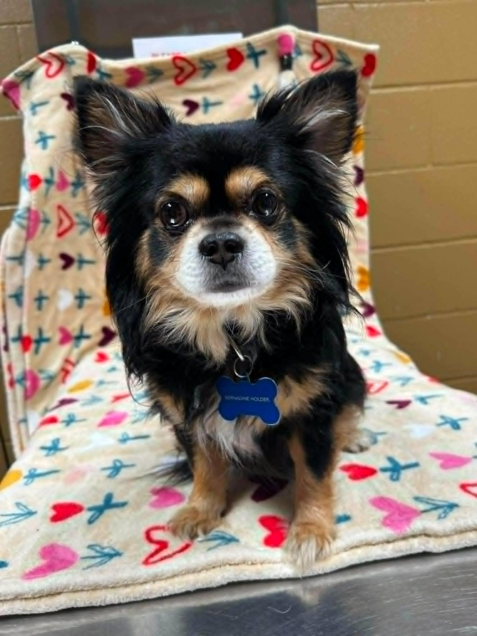 Tippy and Jasper (Bonded), ADOPTABLE, Adult Male Chihuahua.