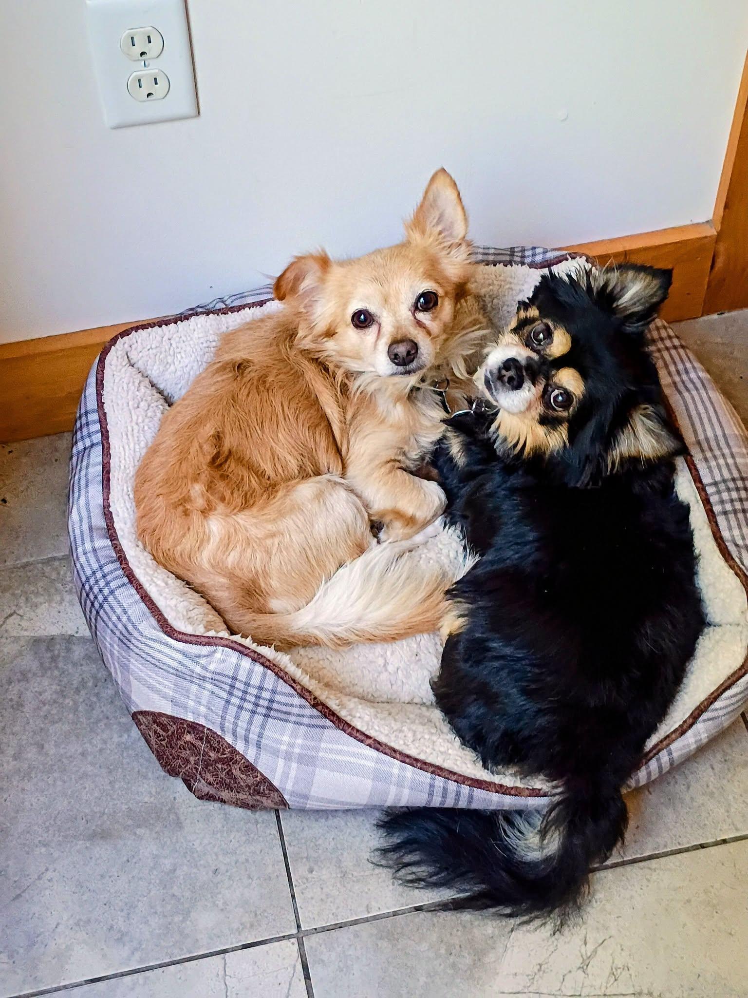 Tippy and Jasper (Bonded), adopted, Adult Male Chihuahua.