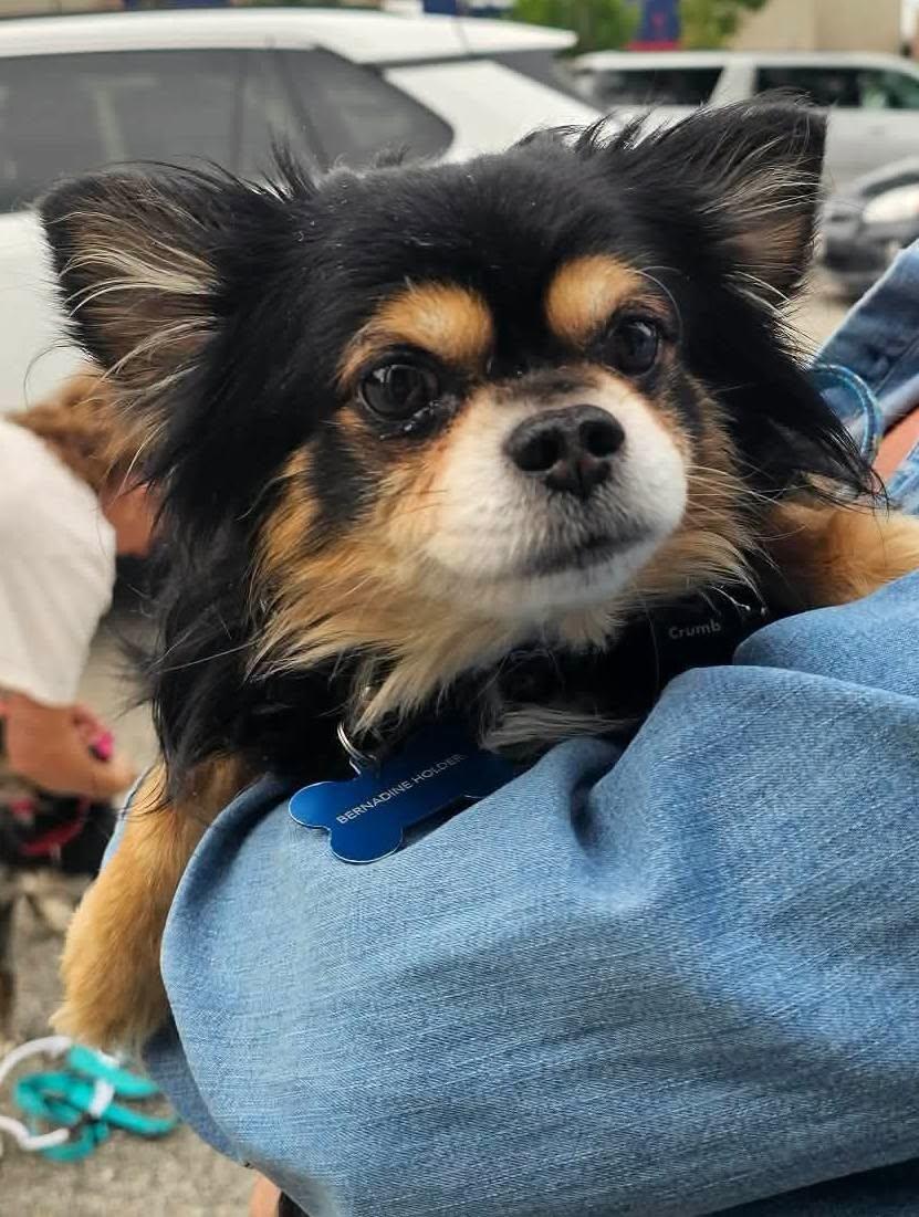 Enlarge Tippy and Jasper (Bonded), an adopted Chihuahua in North Berwick, ME image 4/6