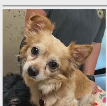 Enlarge Tippy and Jasper (Bonded), a ADOPTABLE Chihuahua in North Berwick, ME image 2/2