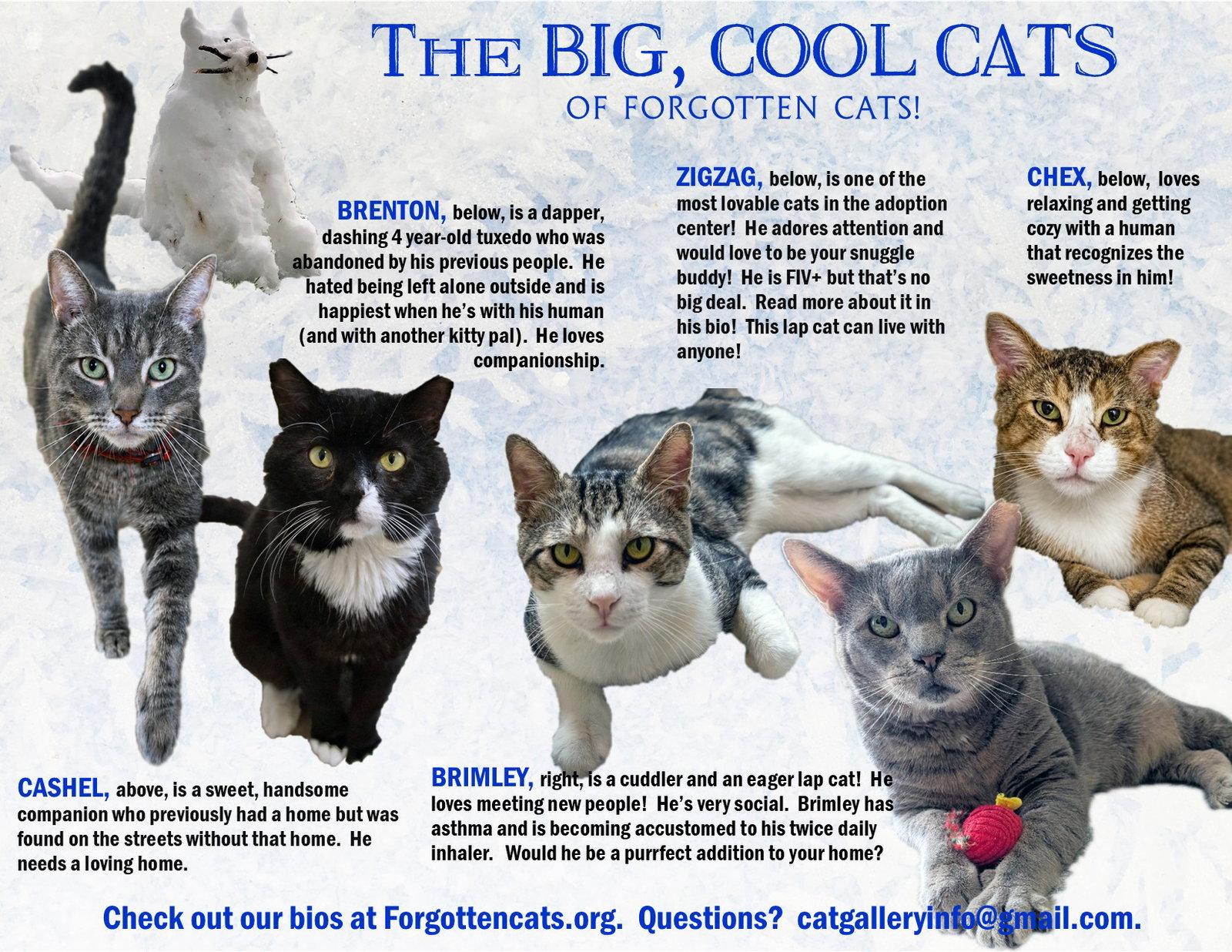 Big Cats:  11+ pounds, Part 1, Adoptable, Adult Male Domestic Short Hair.
