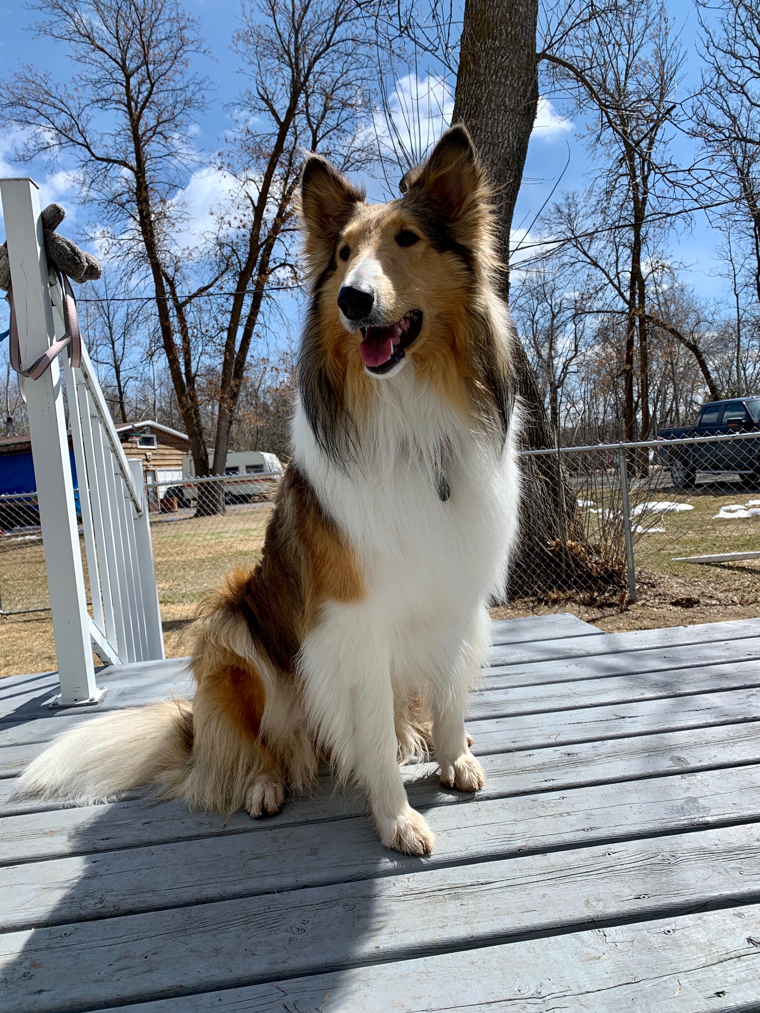 Tucker, Adult Male Rough Collie