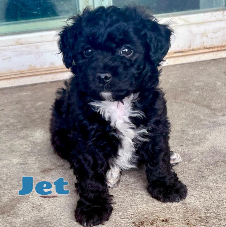 Enlarge Jet, a ADOPTABLE mixed breed in Mead, CO image 1/1