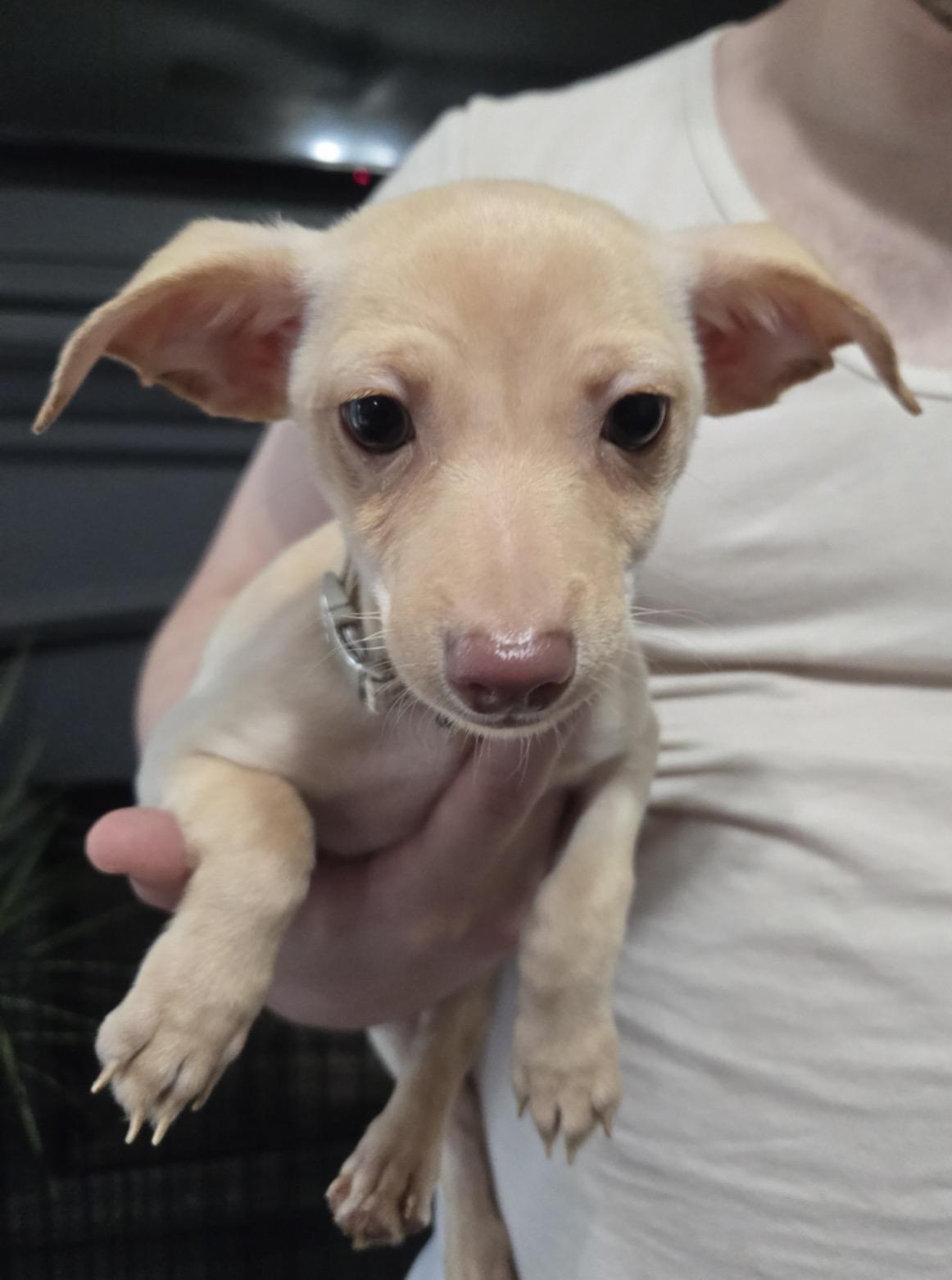 Junkanoo, Adoptable, Puppy Male Chihuahua.