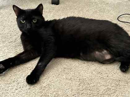 Enlarge Lizzy, a Adoptable mixed breed in Baltimore, MD image 1/3