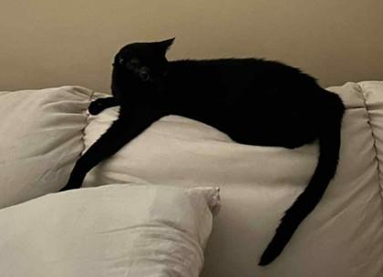 Enlarge Lizzy, a Adoptable mixed breed in Baltimore, MD image 2/3