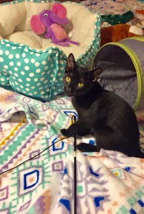 Enlarge Lizzy, a Adoptable mixed breed in Baltimore, MD image 3/3