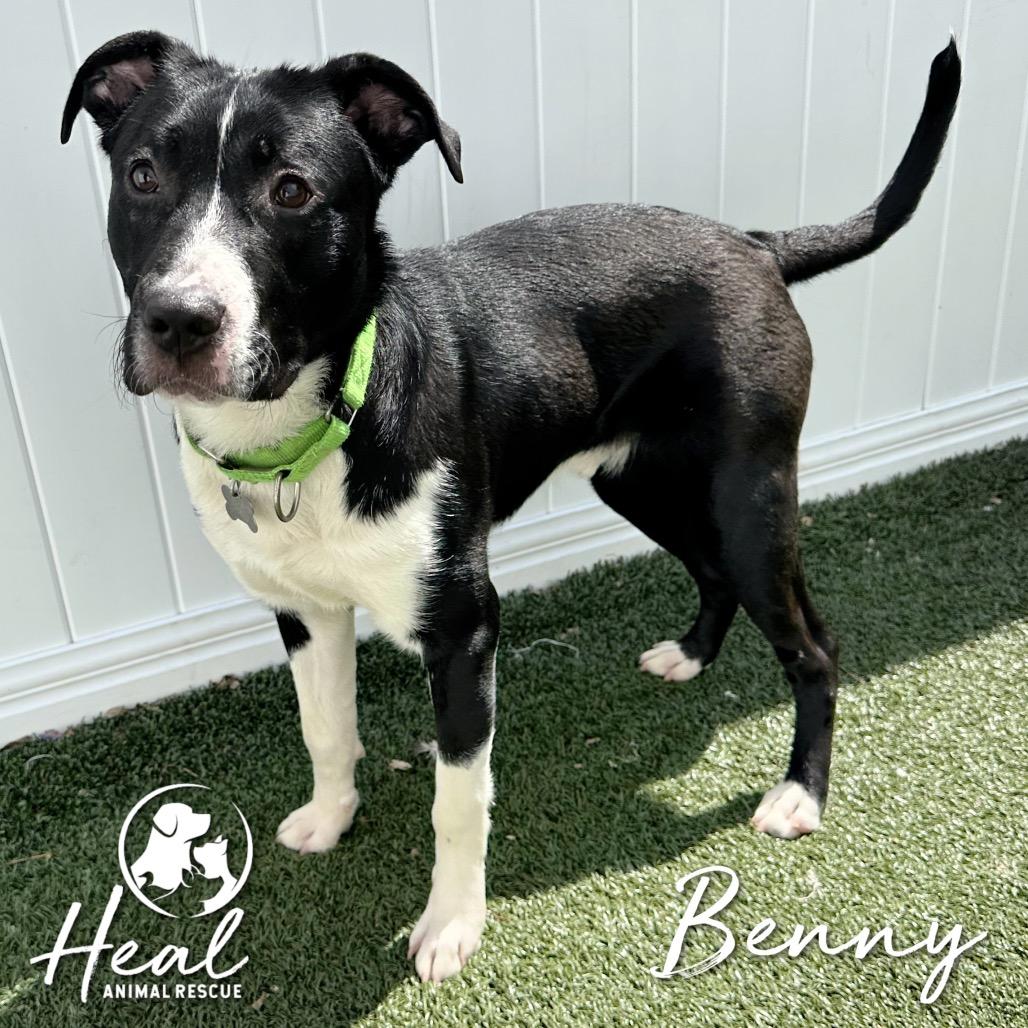 Enlarge Benny, a Adoptable mixed breed in Youngwood, PA image 1/3
