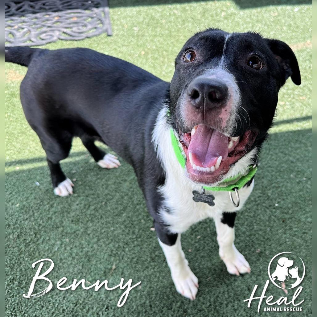 Enlarge Benny, a Adoptable mixed breed in Youngwood, PA image 2/3