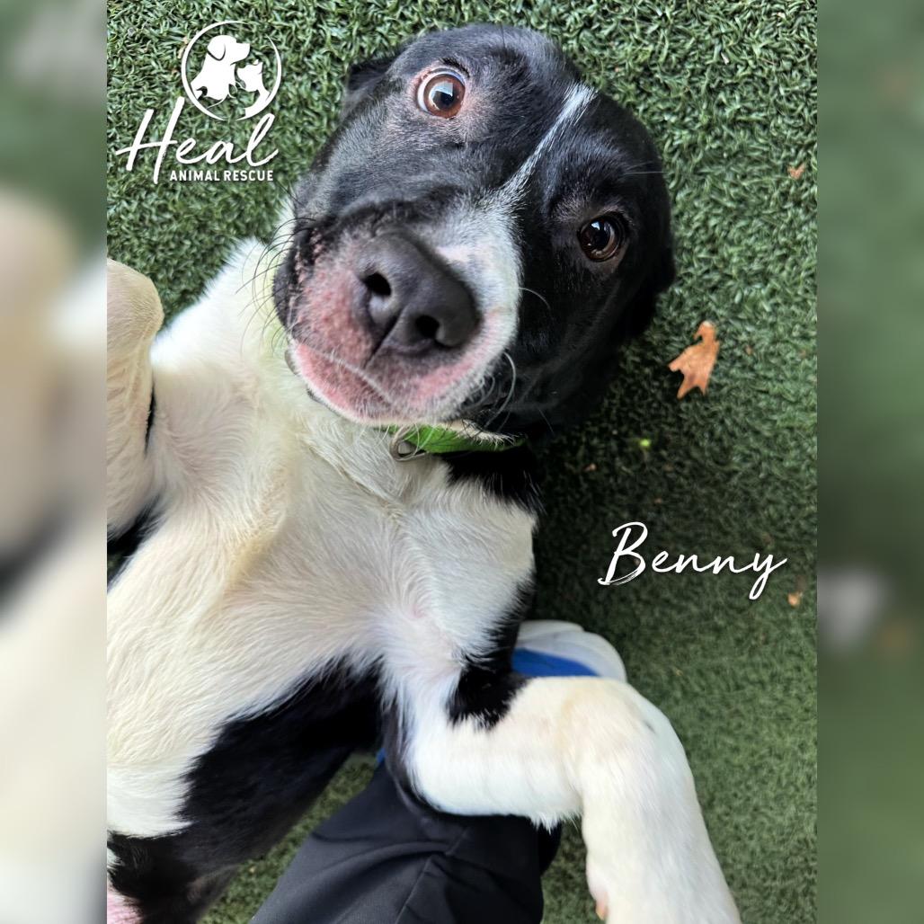 Enlarge Benny, a Adoptable mixed breed in Youngwood, PA image 3/3