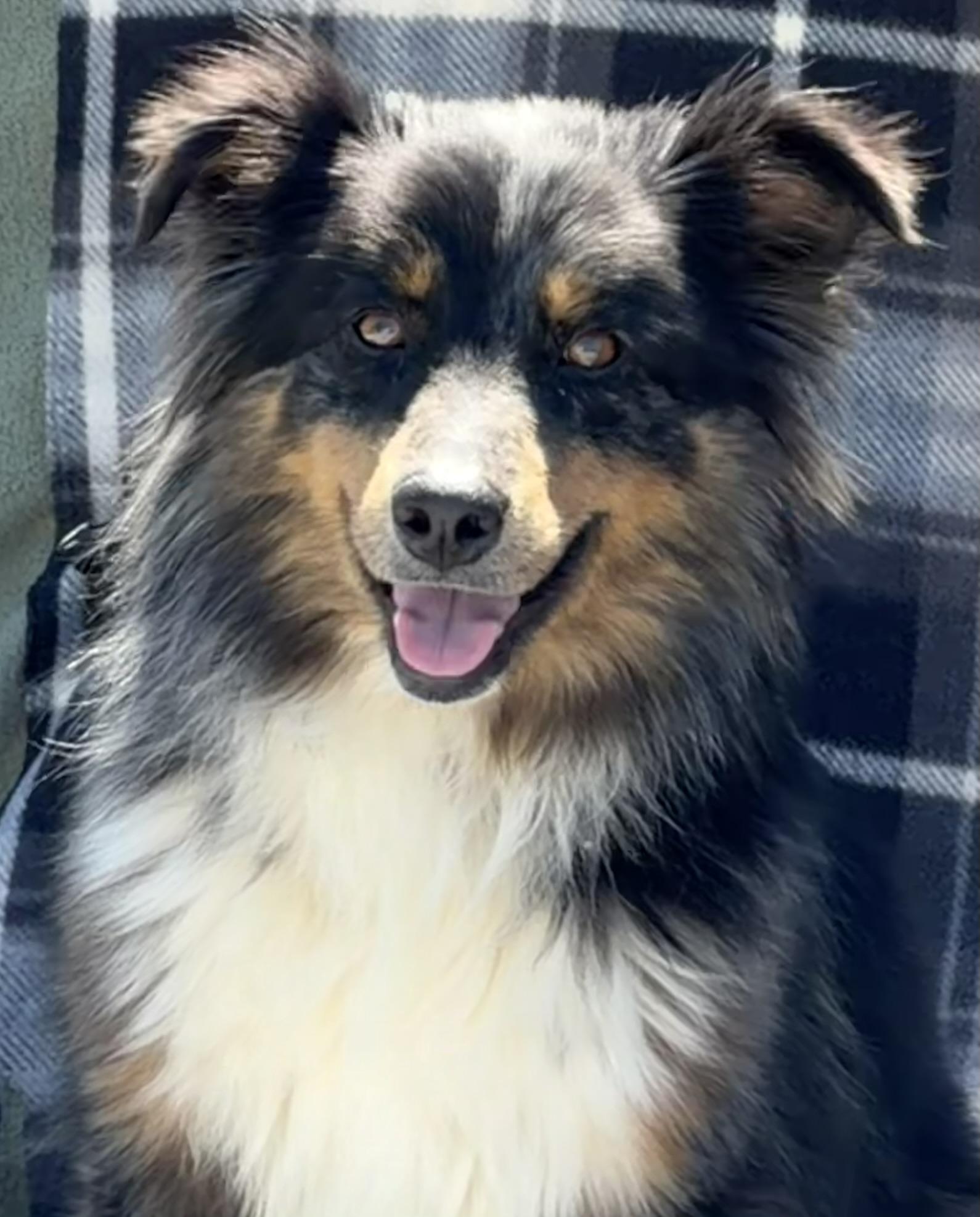 Lucy, adopted, Adult Female Australian Shepherd.