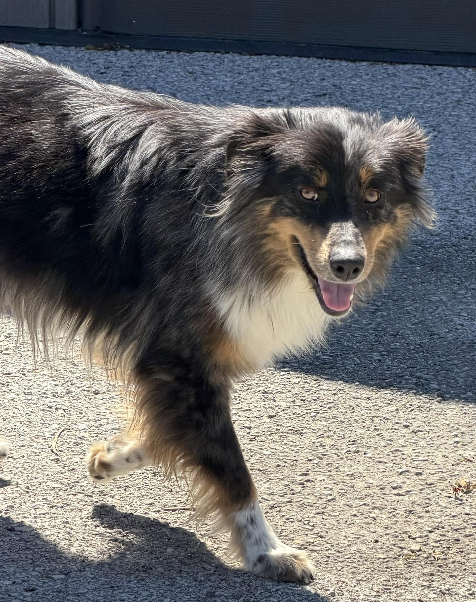 Enlarge Lucy, an adopted mixed breed in Owensboro, KY image 3/4