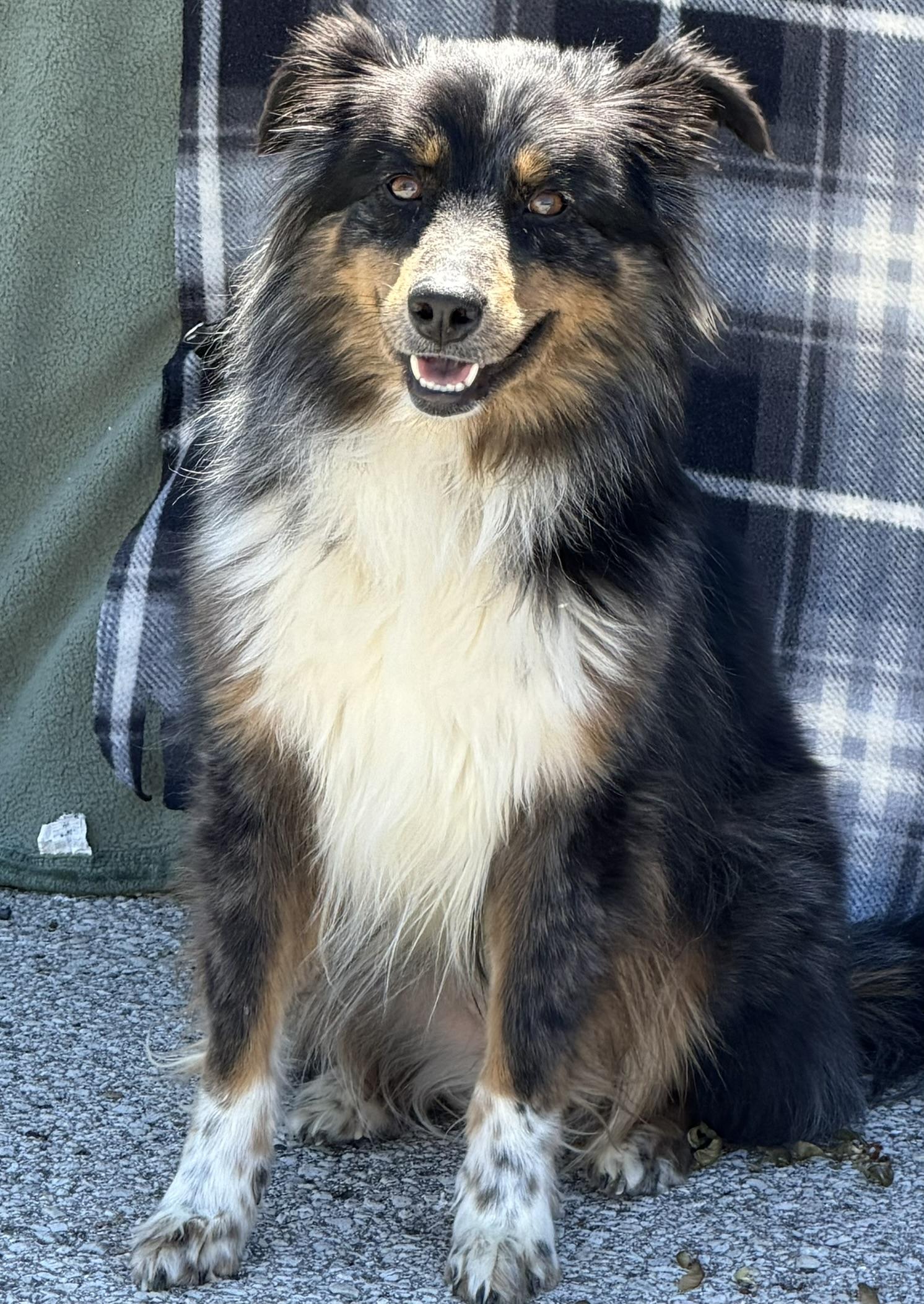 Enlarge Lucy, an adopted mixed breed in Owensboro, KY image 2/4