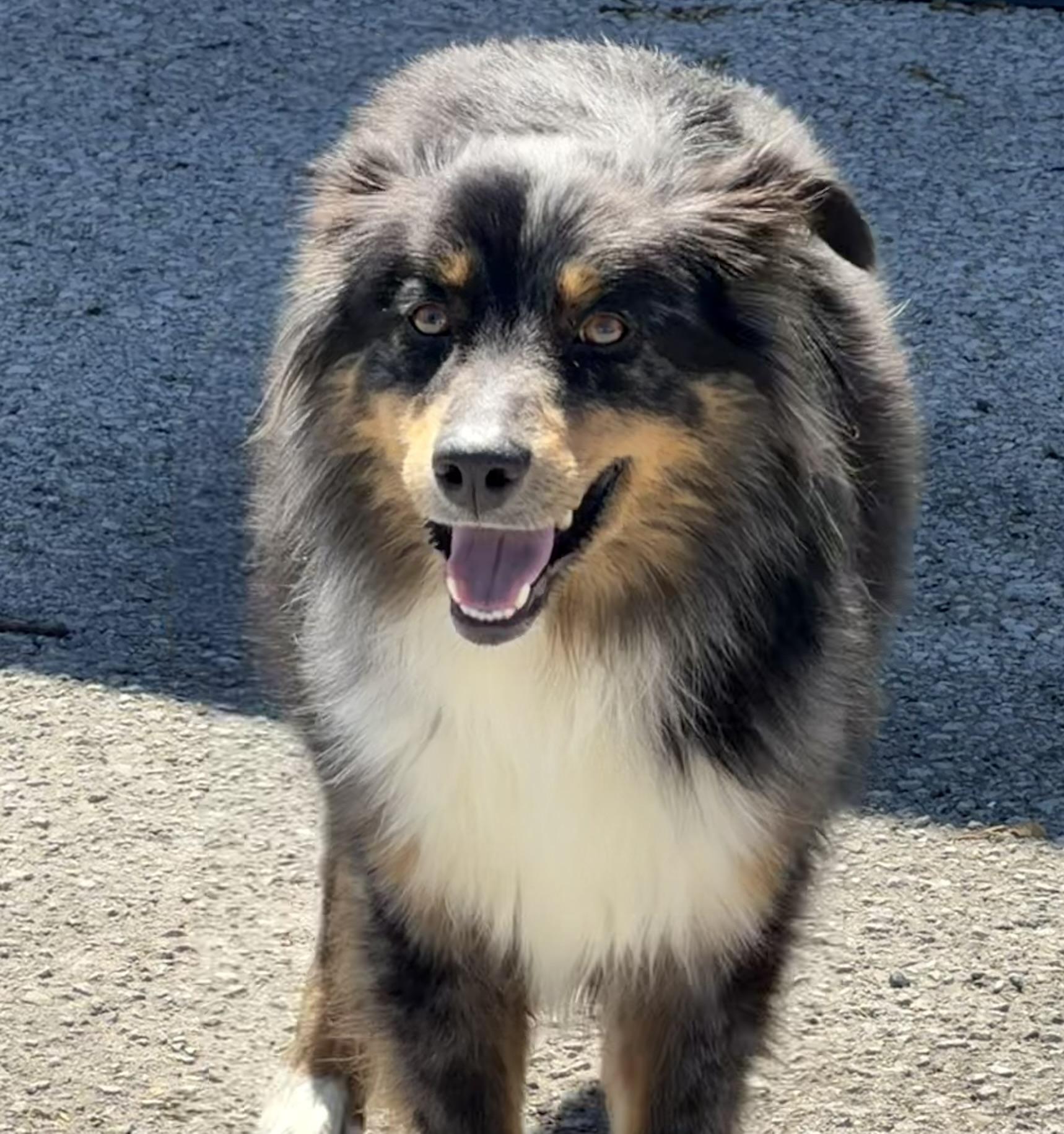 Enlarge Lucy, an adopted mixed breed in Owensboro, KY image 4/4