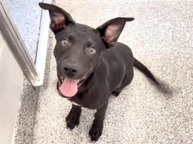 BUTCH, Adoptable, Young Male Labrador Retriever & Mixed Breed.