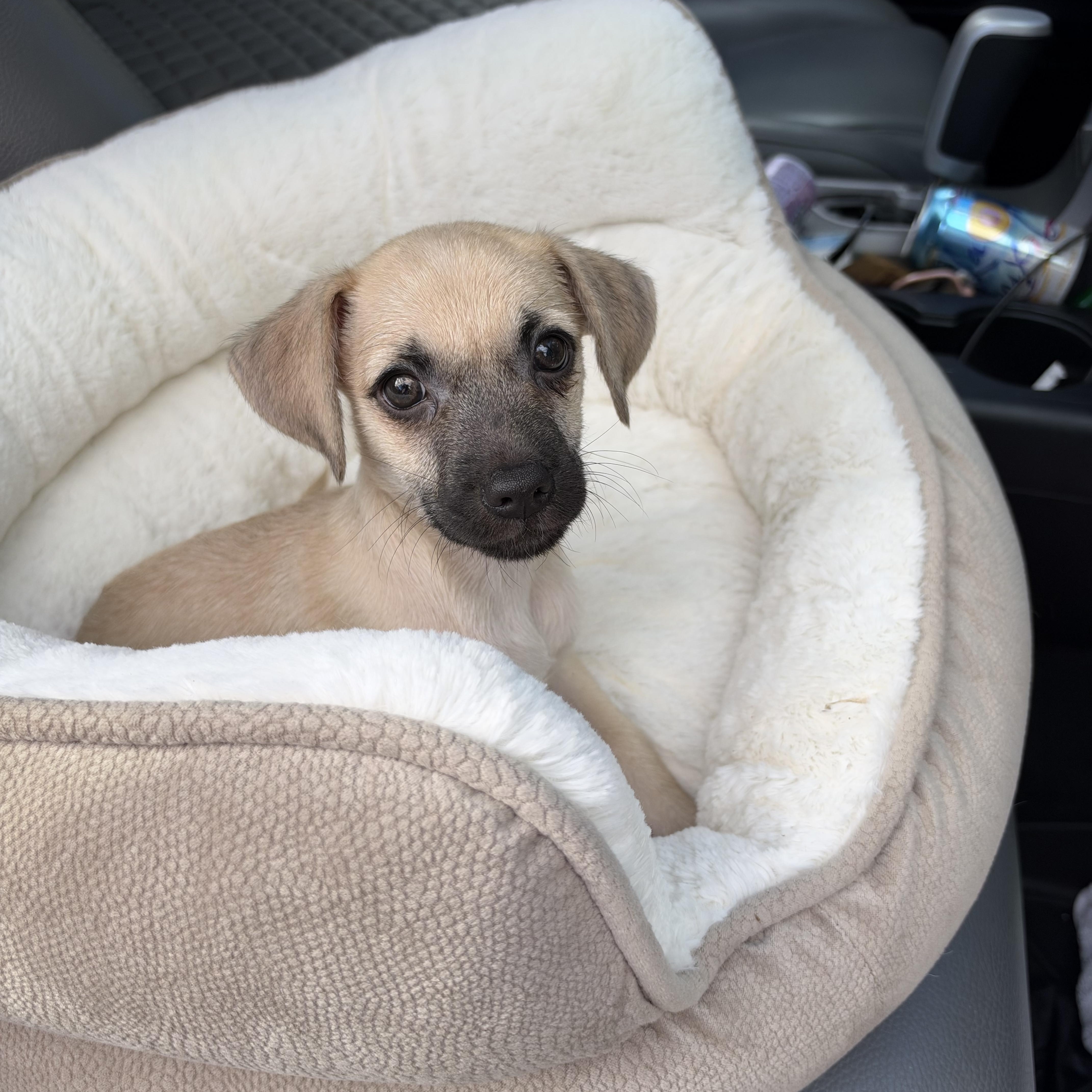 Enlarge Toaster, a Adoptable mixed breed in Mt Pleasant, SC image 5/5