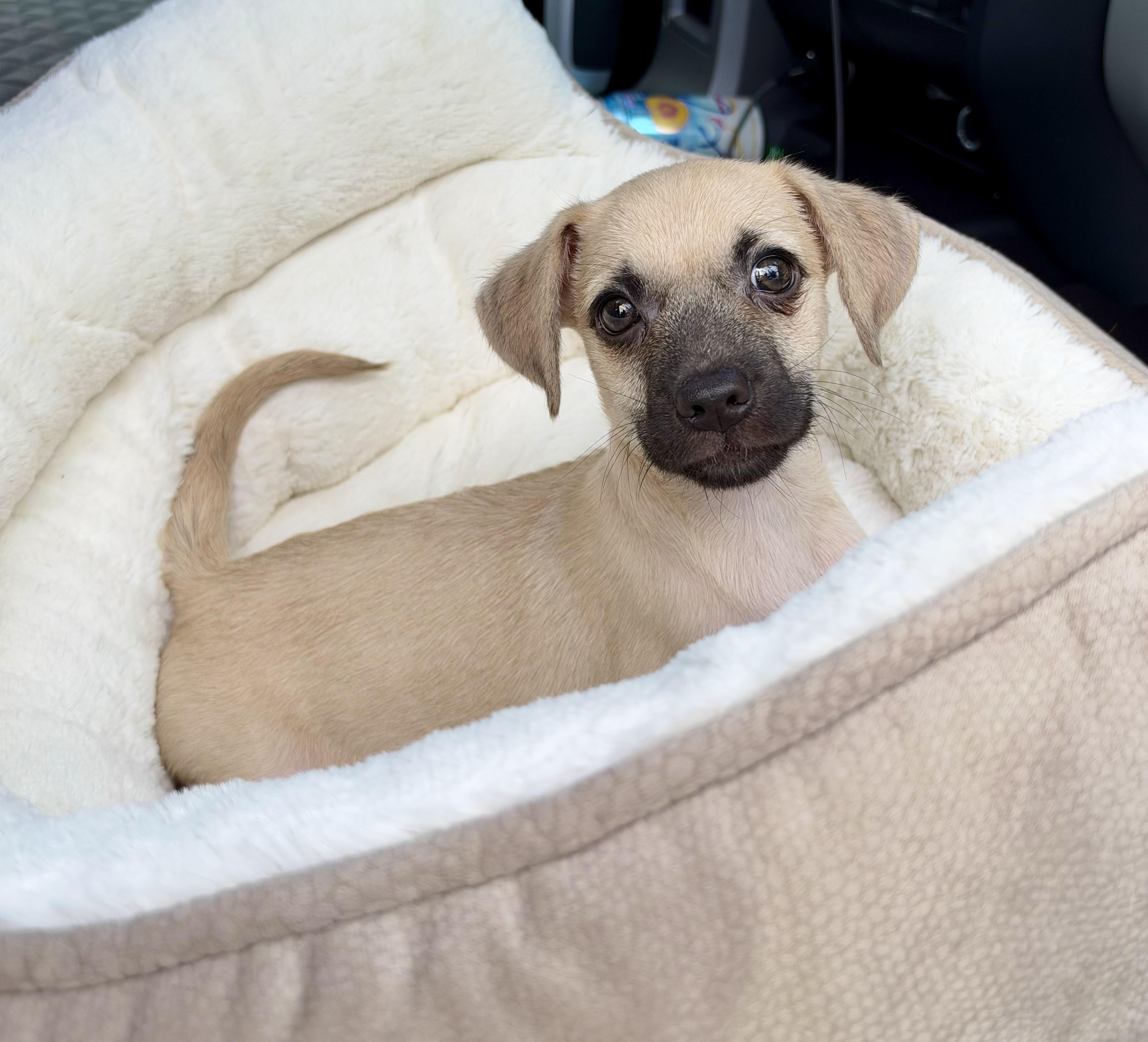 Enlarge Toaster, a Adoptable mixed breed in Mt Pleasant, SC image 2/5