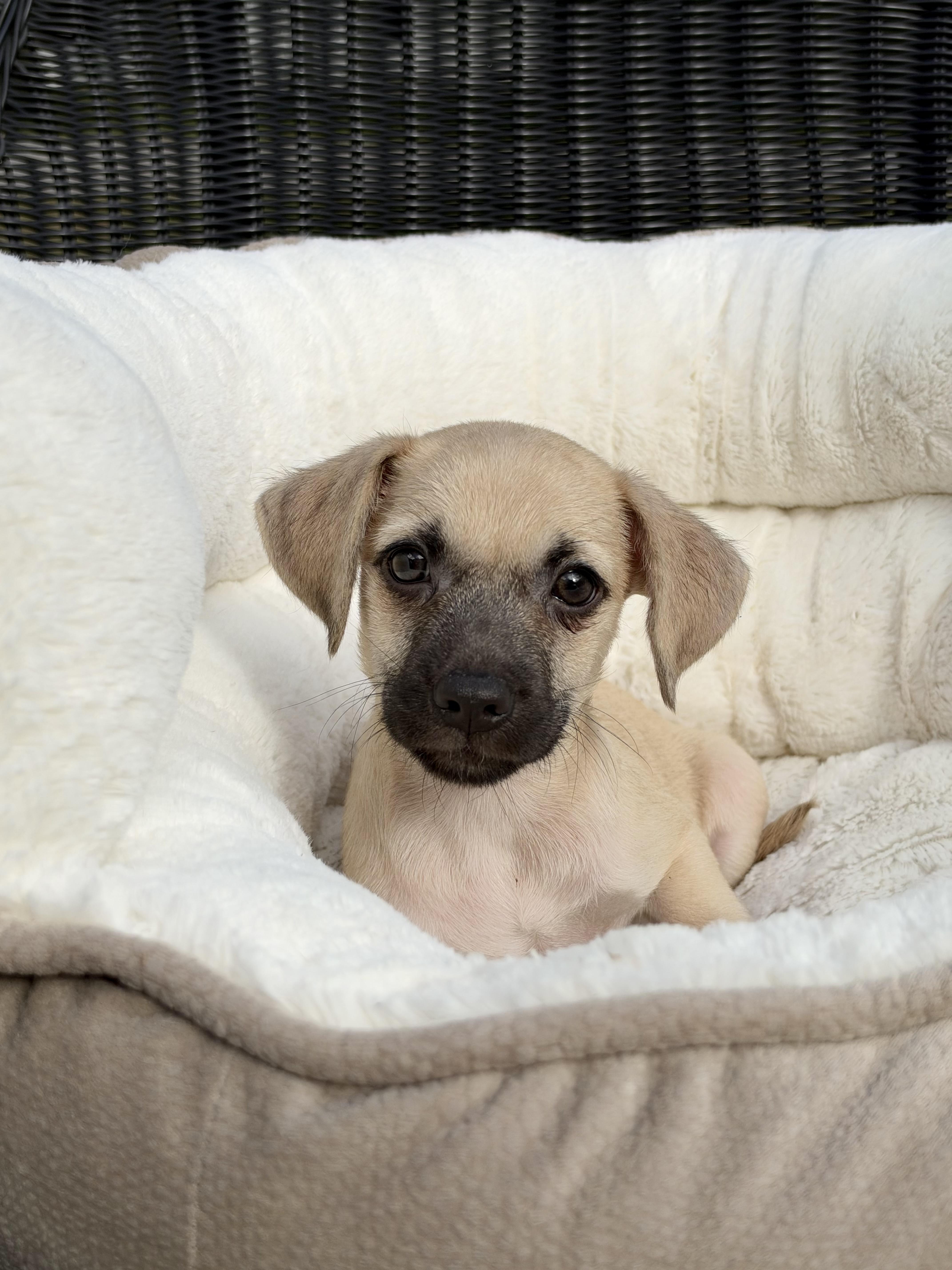 Enlarge Toaster, a Adoptable mixed breed in Mt Pleasant, SC image 3/5