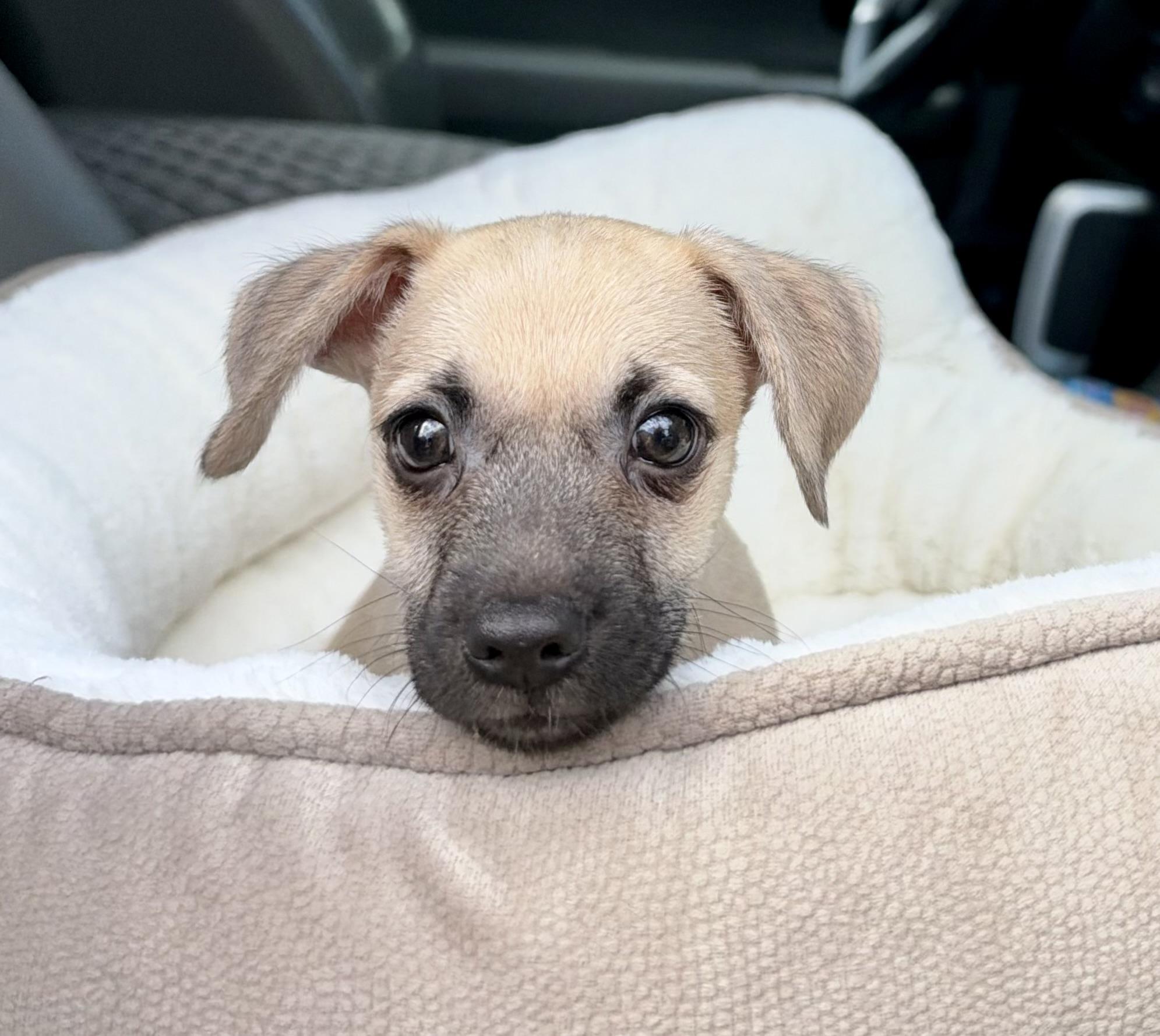 Toaster, Adoptable, Puppy Male Mixed Breed.