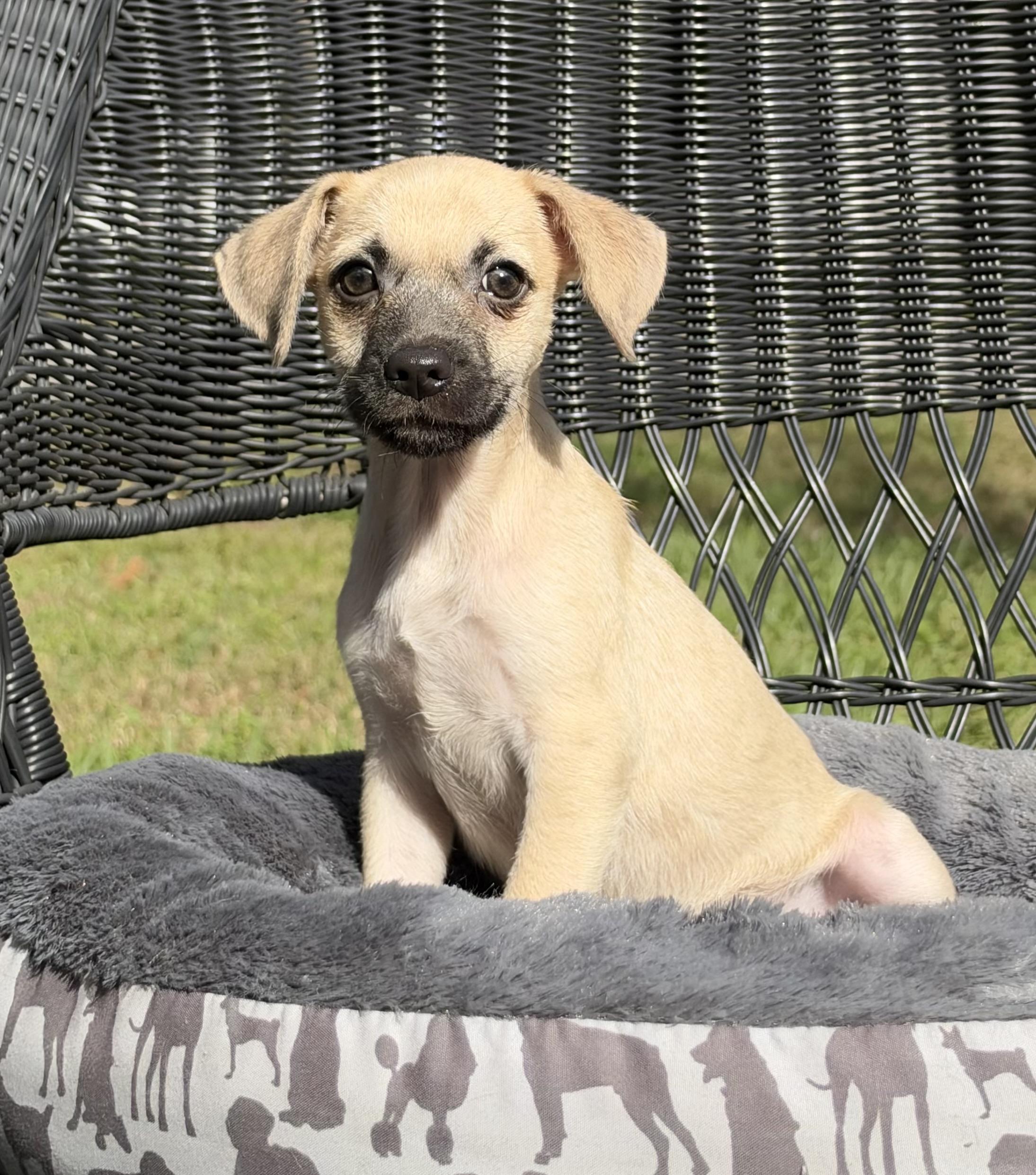 Enlarge Toaster, a Adoptable mixed breed in Mt Pleasant, SC image 4/5