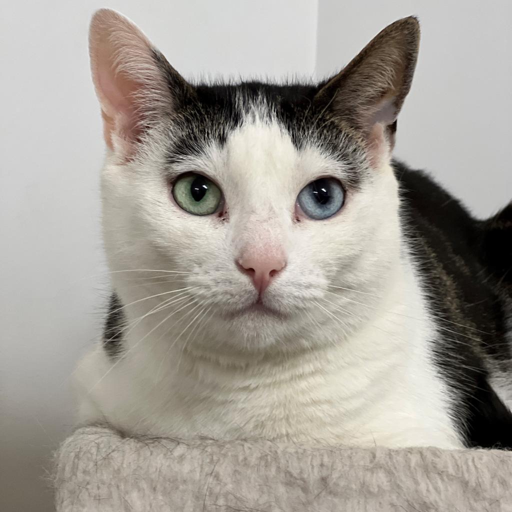 Mila, Adoptable, Adult Female Domestic Short Hair.