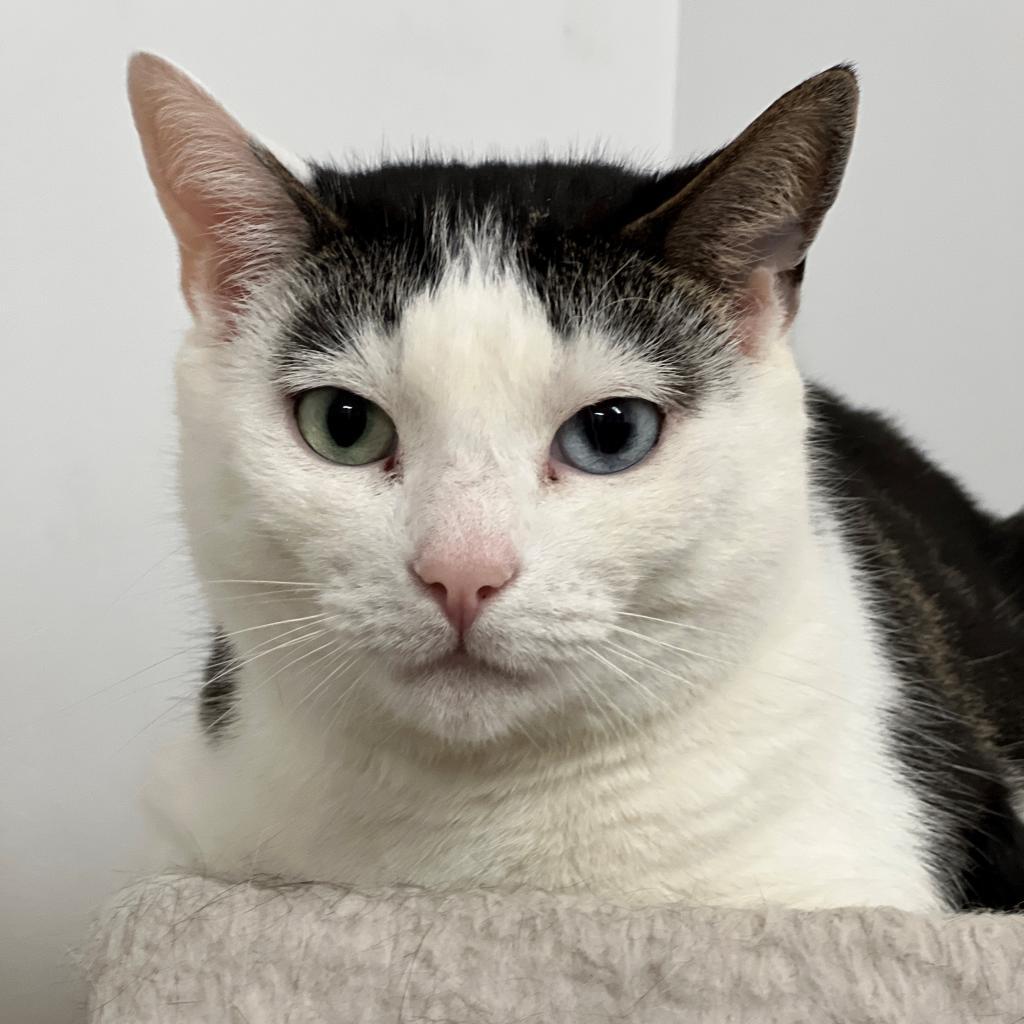 Mila, a Adoptable Domestic Short Hair in East Hampton, NY image 2/6