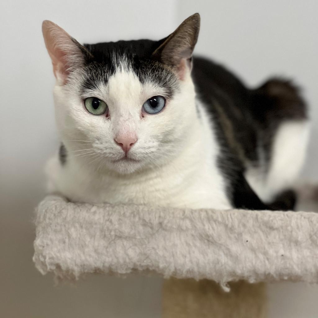 Mila, a Adoptable Domestic Short Hair in East Hampton, NY image 3/6