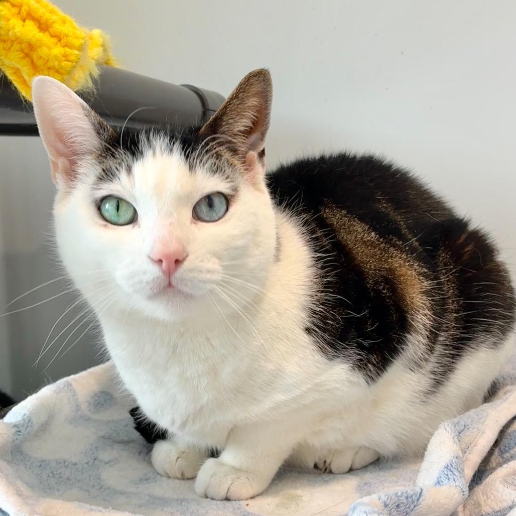 Enlarge Mila, a Adoptable Domestic Short Hair in East Hampton, NY image 2/6