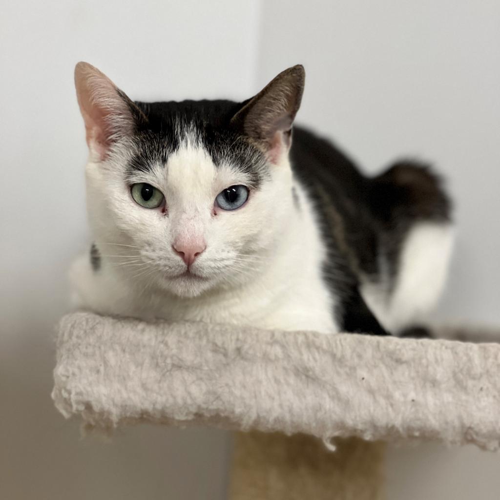 Mila, a Adoptable Domestic Short Hair in East Hampton, NY image 4/6