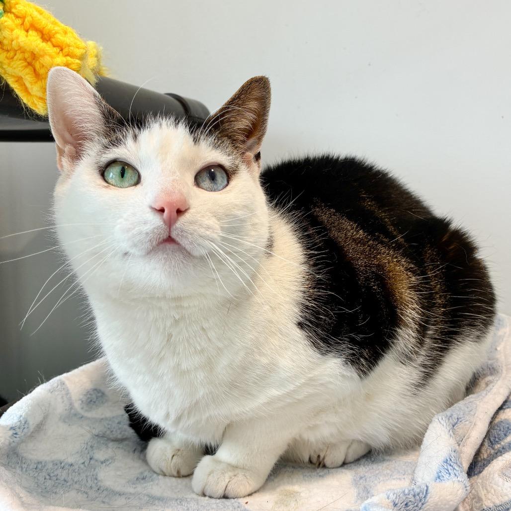 Enlarge Mila, a Adoptable Domestic Short Hair in East Hampton, NY image 3/6