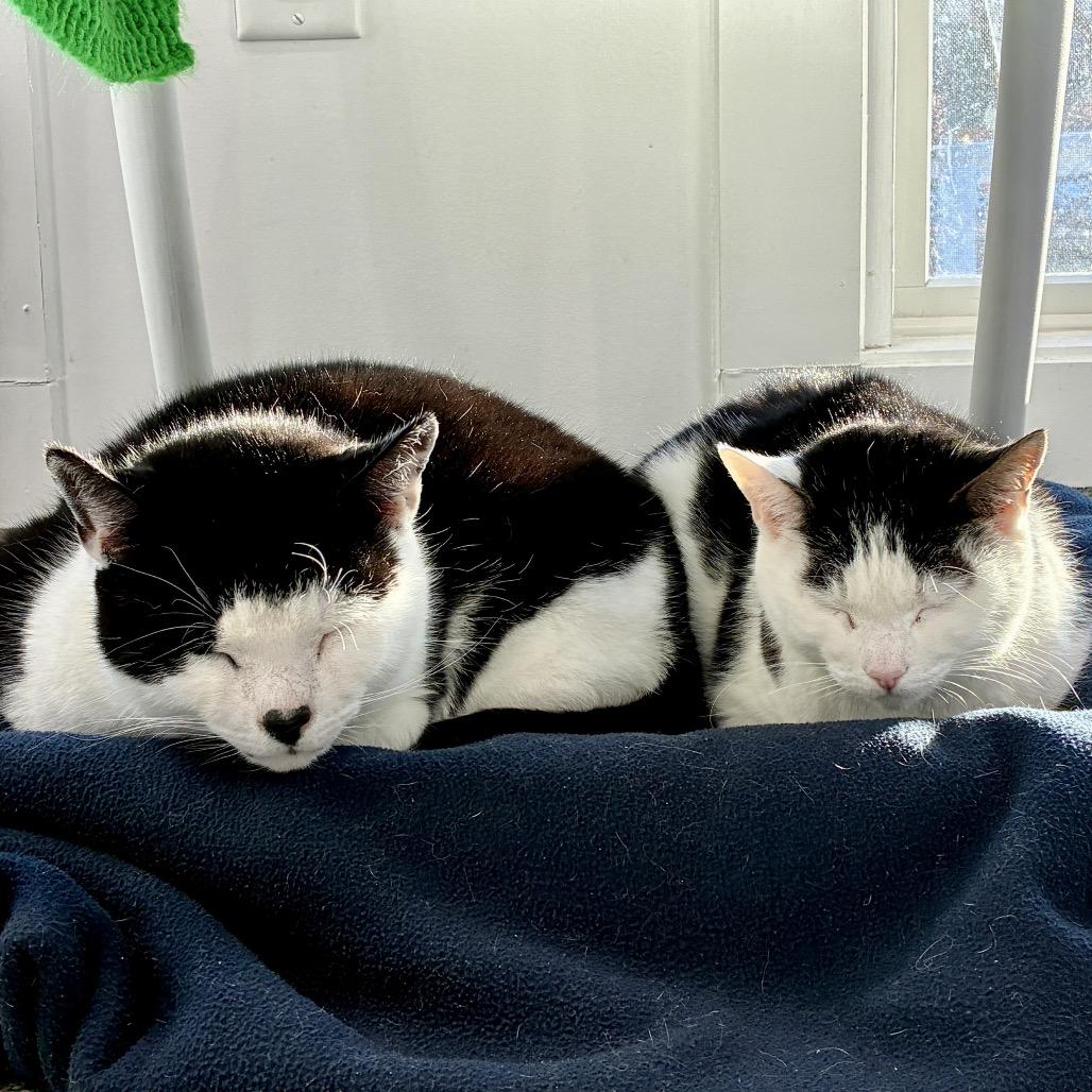 Enlarge Mila, a Adoptable Domestic Short Hair in East Hampton, NY image 4/6