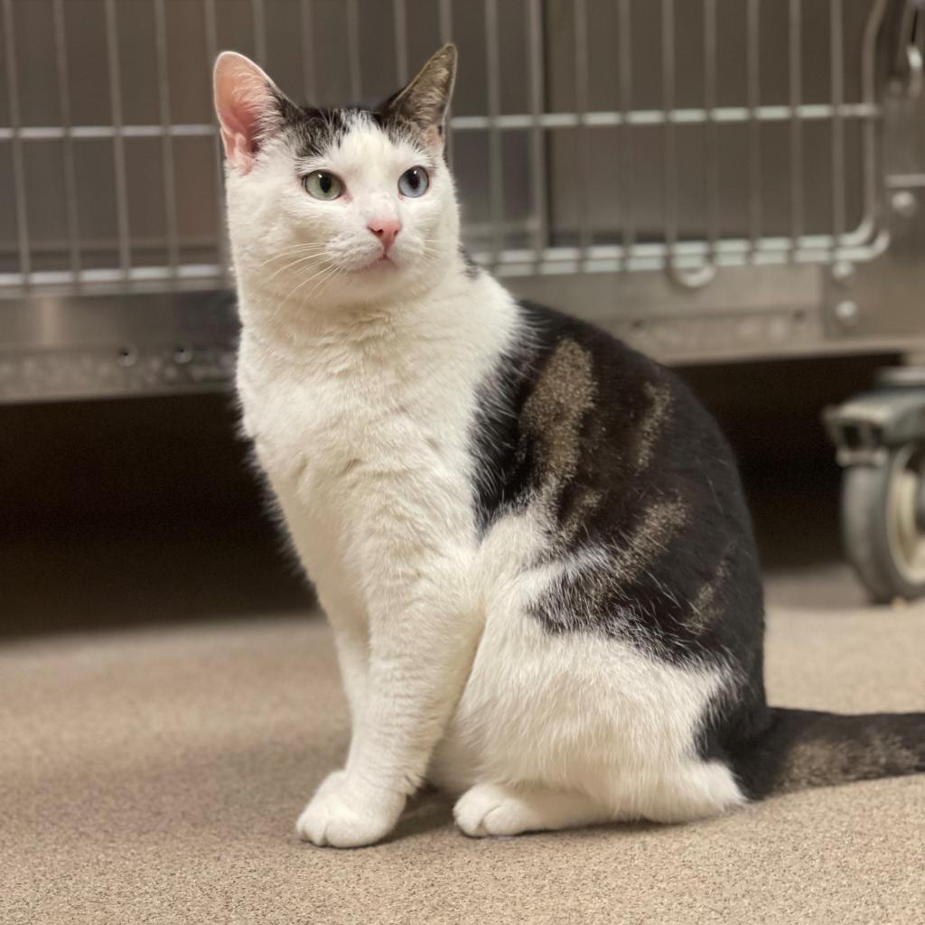 Mila, a Adoptable Domestic Short Hair in East Hampton, NY image 5/6